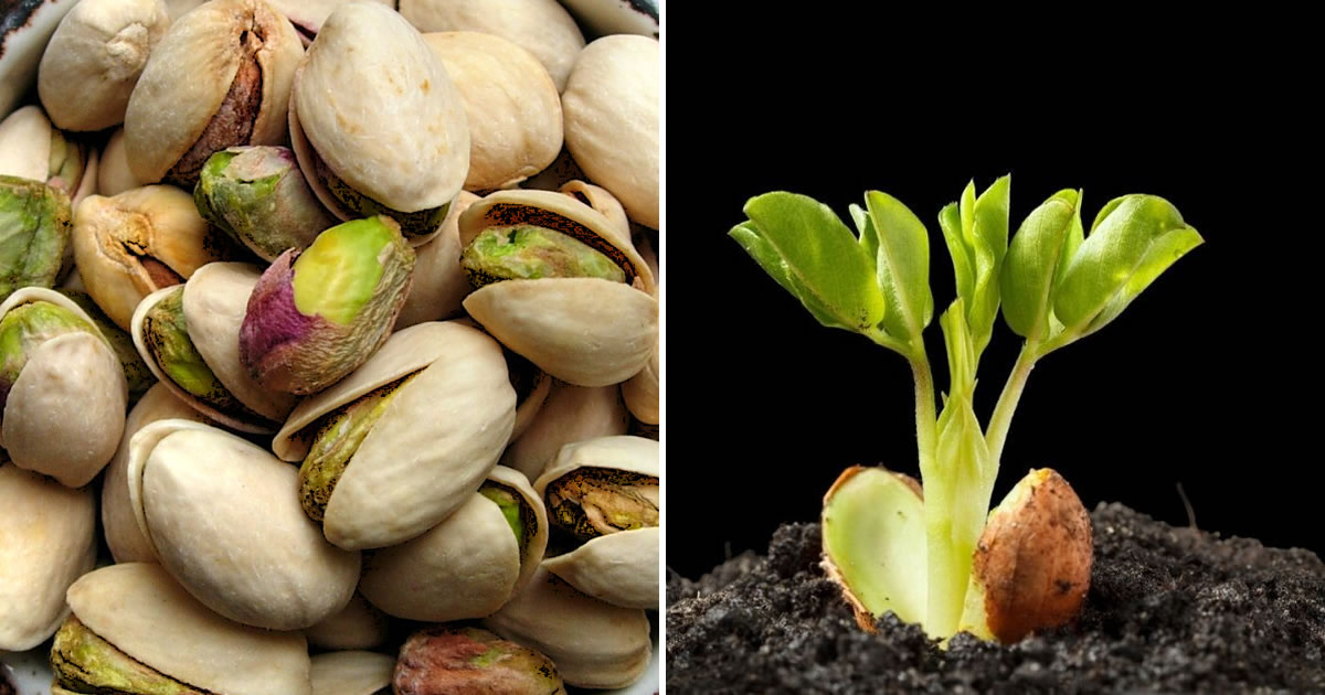 Scopri come germinare e coltivare facilmente i pistacchi in vaso
