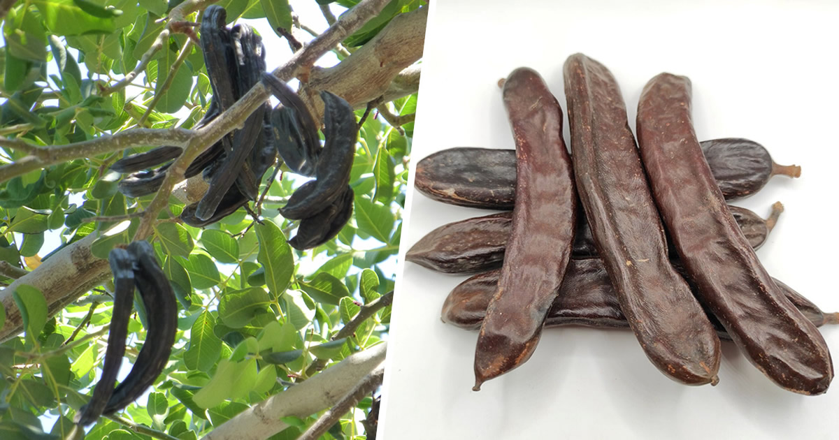 Die fast forgetsene Frucht, die körperlich fit macht, Gewicht verliert und den Cholesterinspiegel senkt