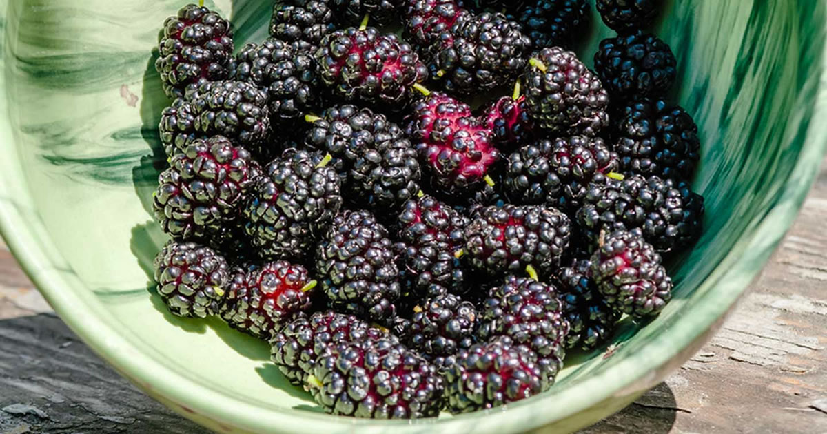Schwarze Mulbeere: Reguliert den Blutdruck, verbessert das Sehvermögen, beugt Krebs vor und lindert Kopfschmerzen