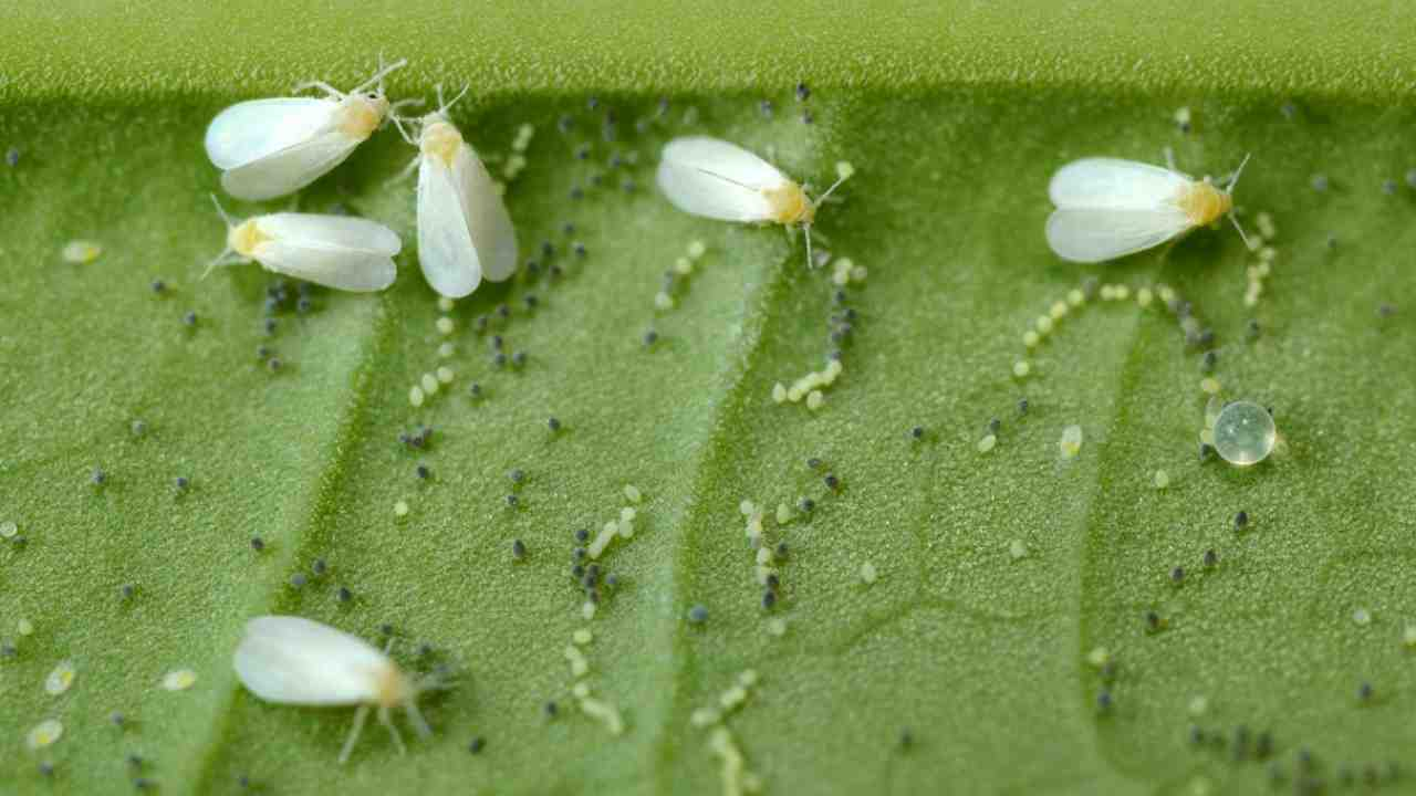 ADIEU MOUCHE BLANCHE, L’ASTUCE POUR L’ÉLOIGNER DES PLANTES EST DANS LA CUISINE