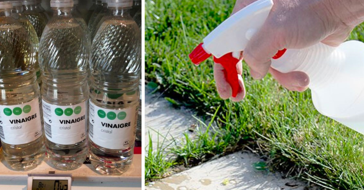 10 motivi per utilizzare l’aceto bianco per la cura del tuo giardino