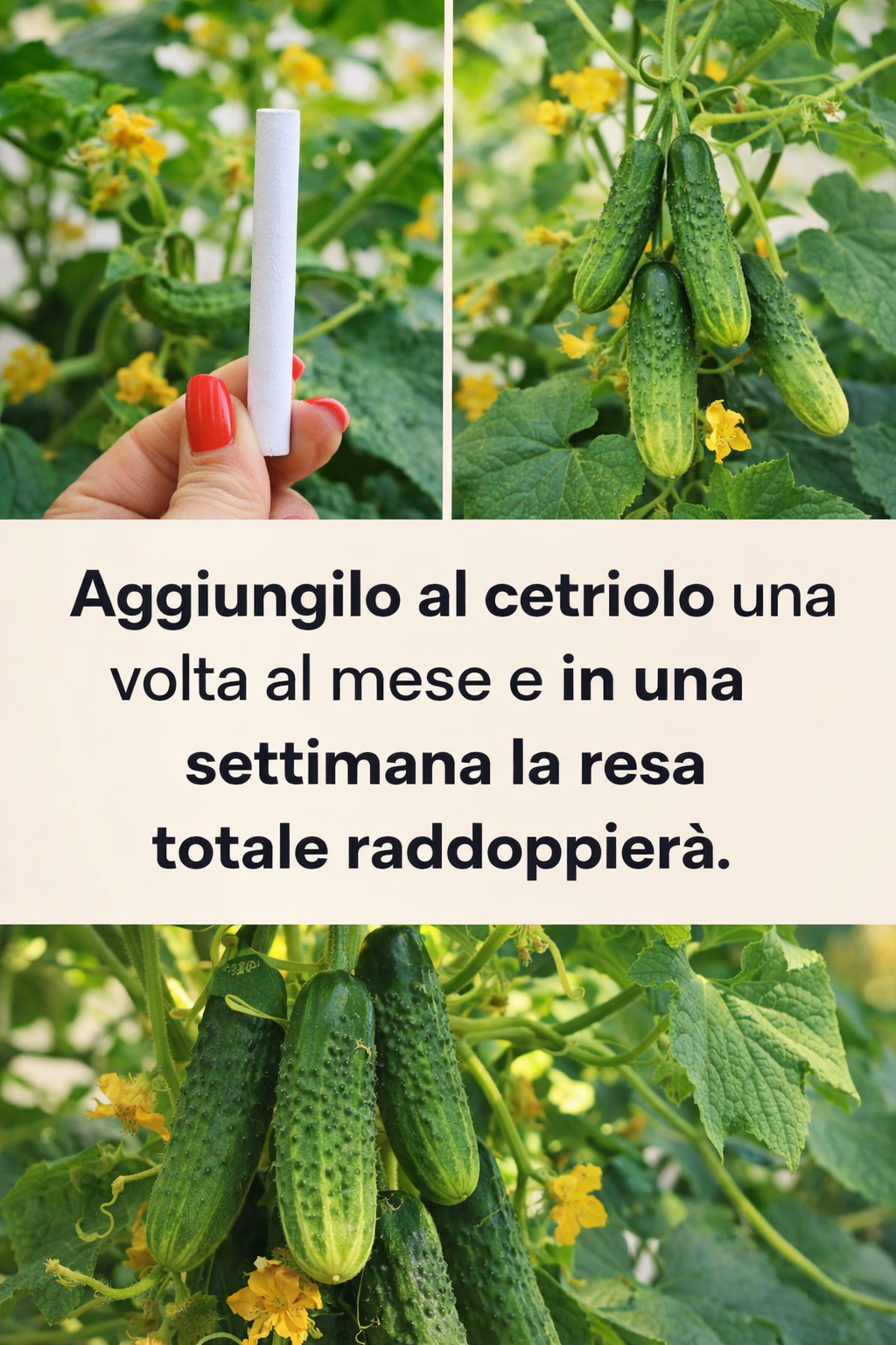 Aggiungilo al cetriolo una volta al mese e in una settimana la resa totale raddoppierà.