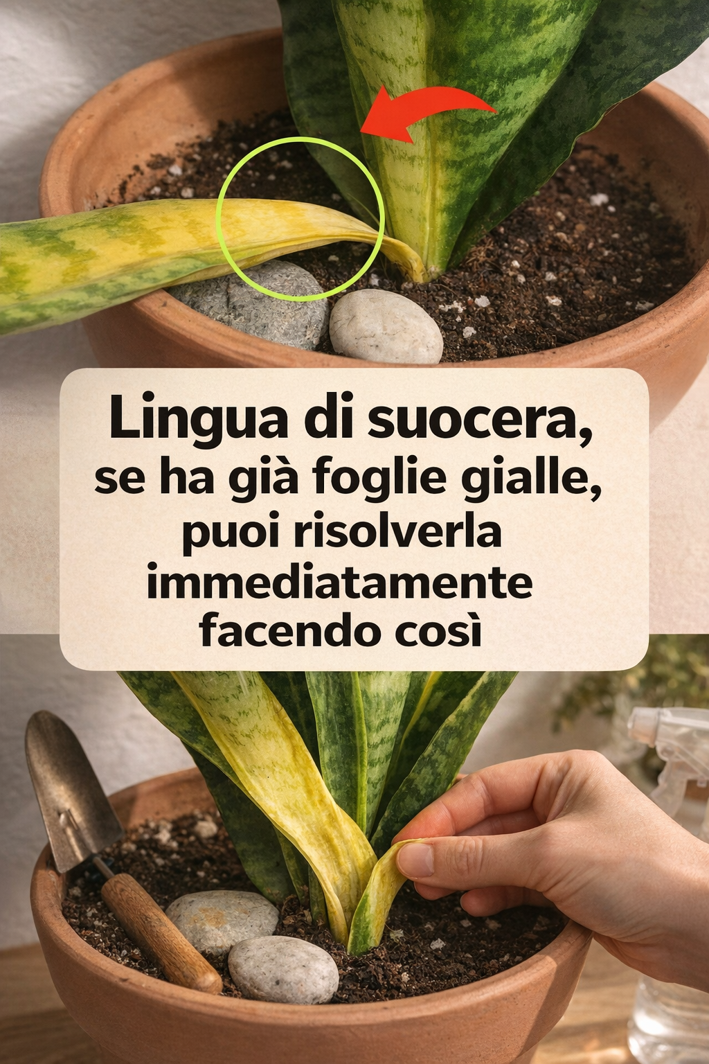 Lingua di suocera, se ha già foglie gialle, puoi risolverla immediatamente facendo così