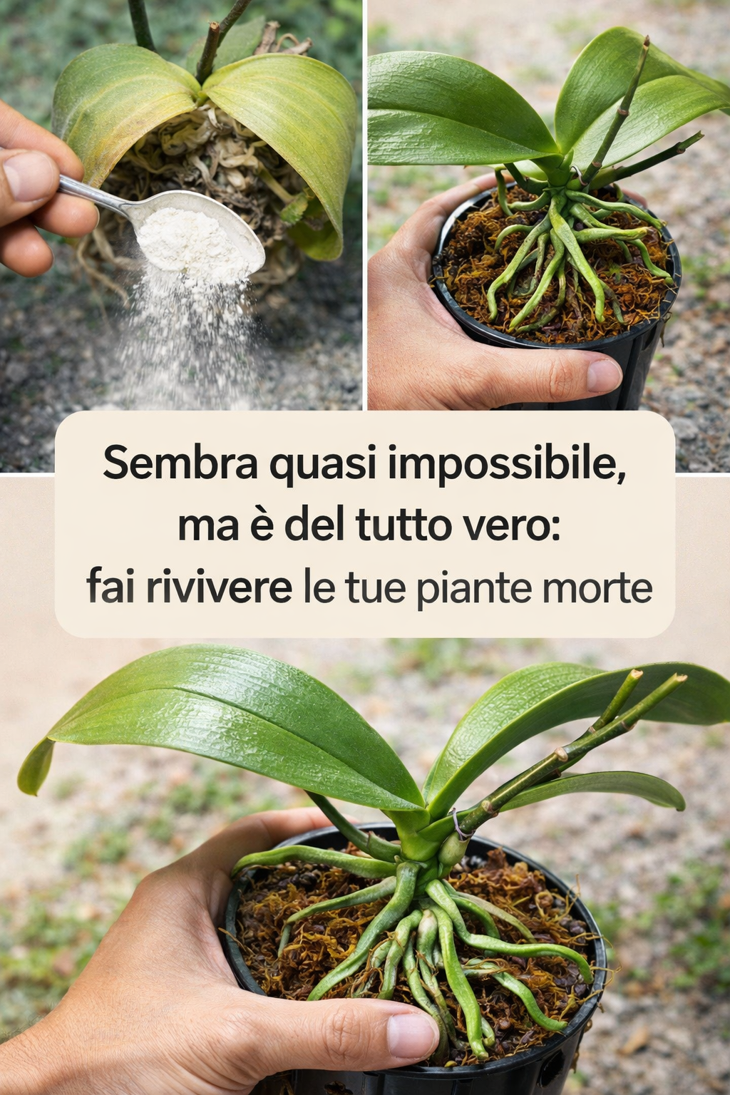 Sembra quasi impossibile, ma è del tutto vero: fai rivivere le tue piante morte