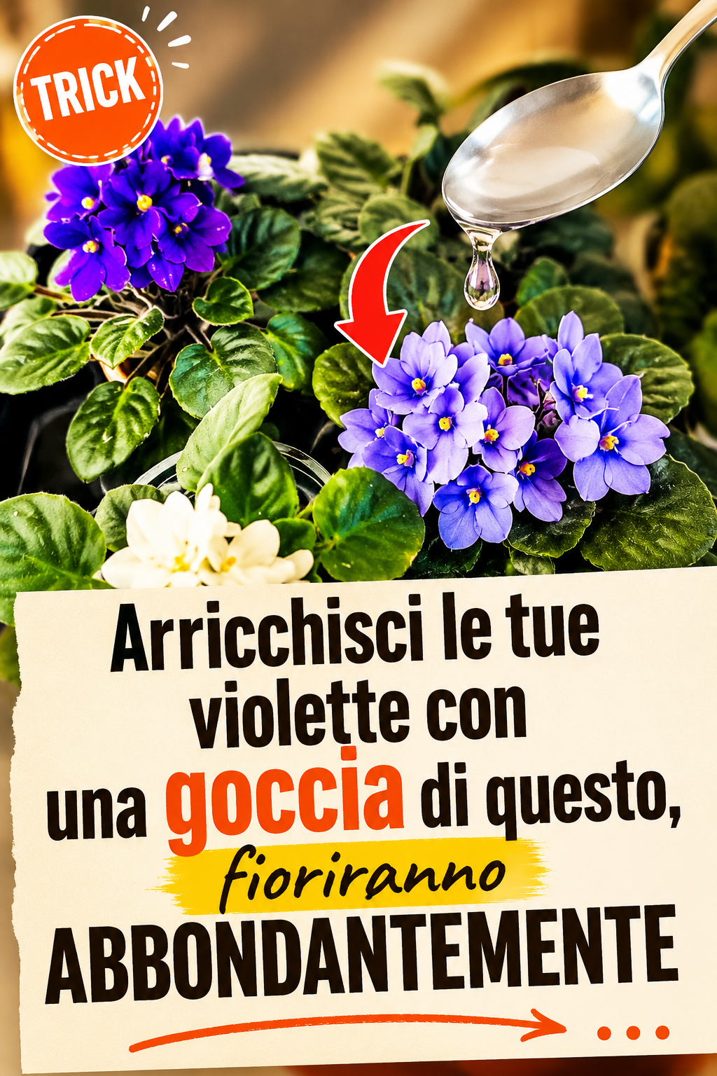 Arricchisci le tue violette con una goccia di questo, fioriranno abbondantemente