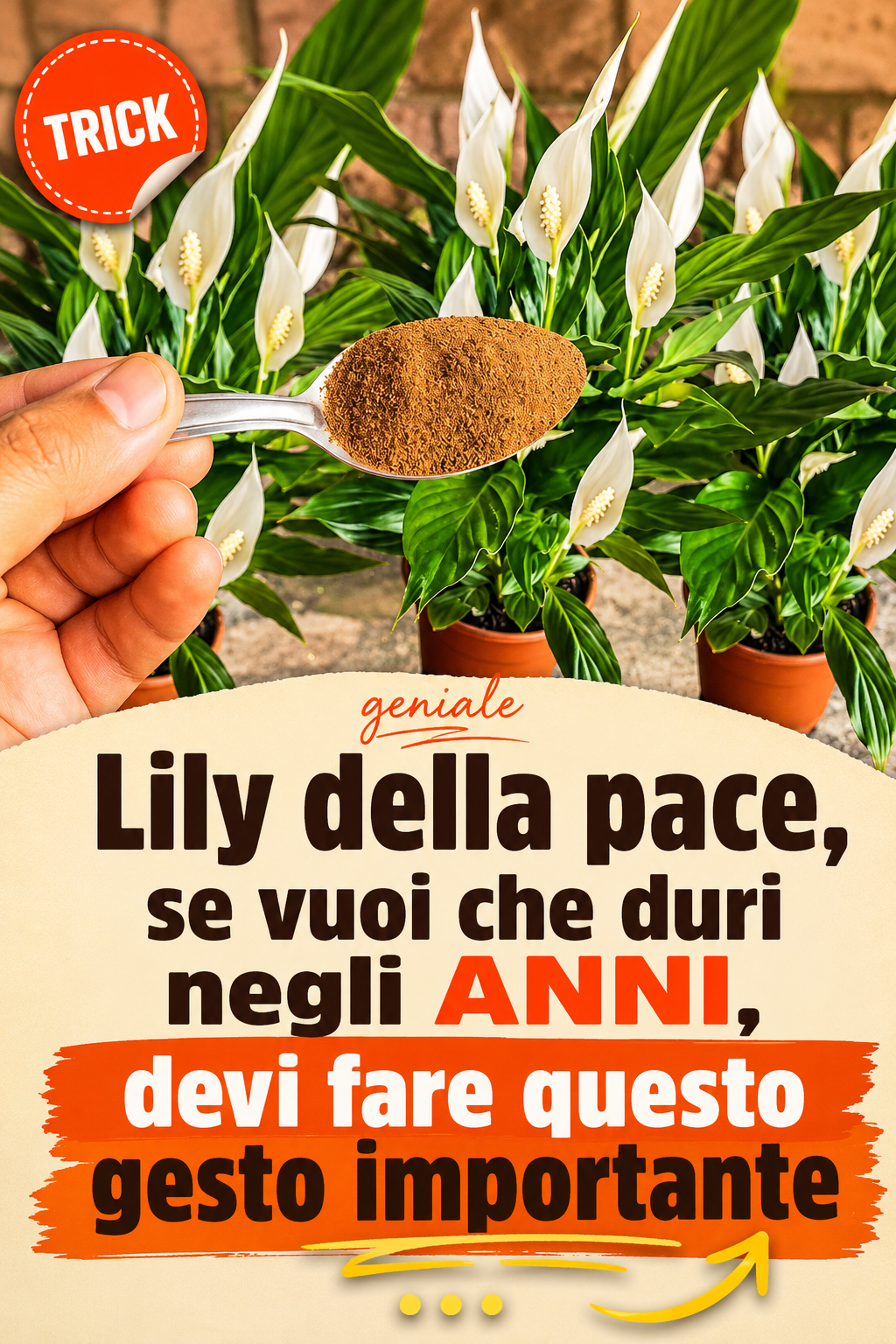 Lily della pace, se vuoi che duri negli anni, devi fare questo gesto importante