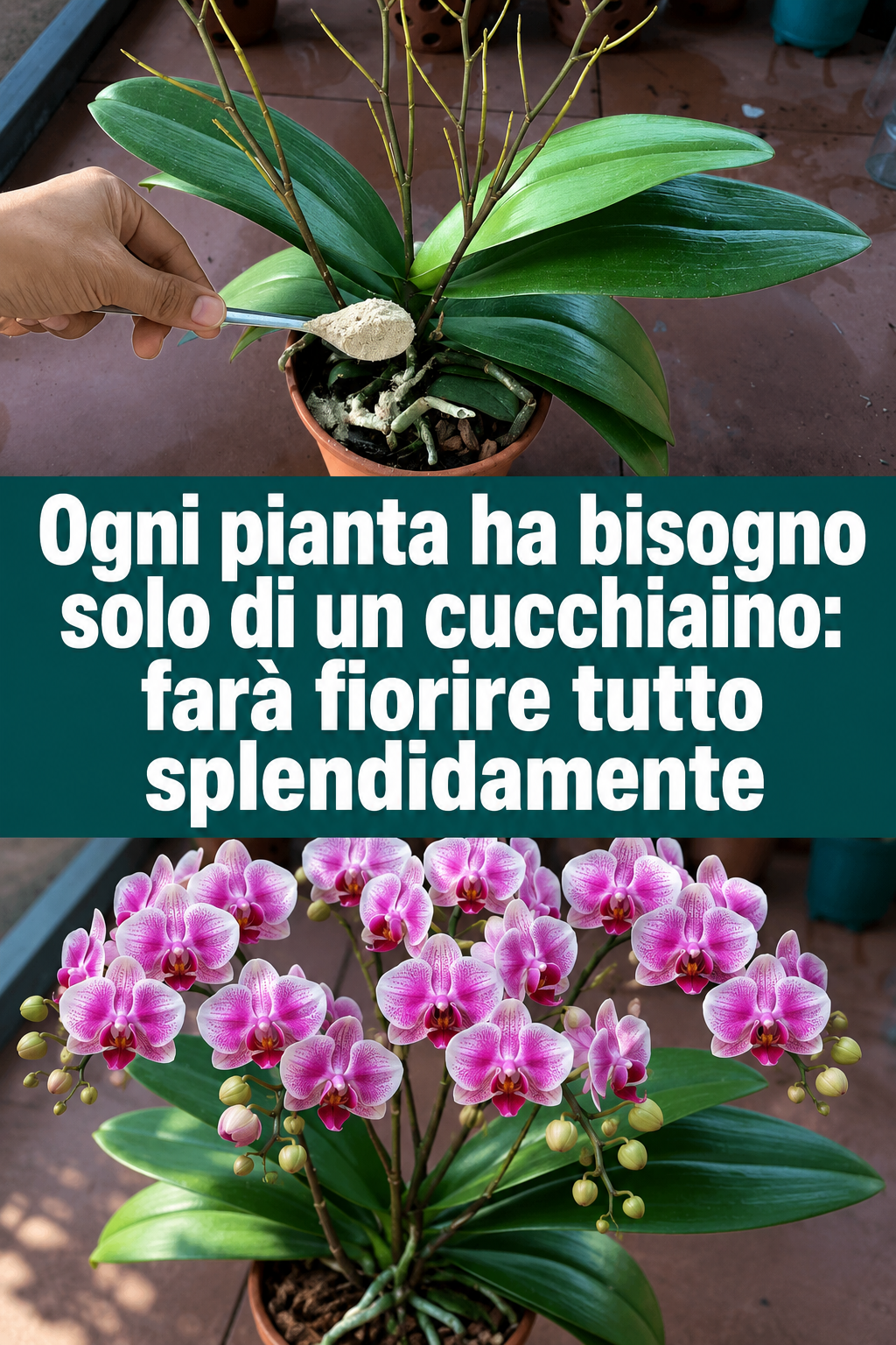 Ogni pianta ha bisogno solo di un cucchiaino: farà fiorire tutto splendidamente