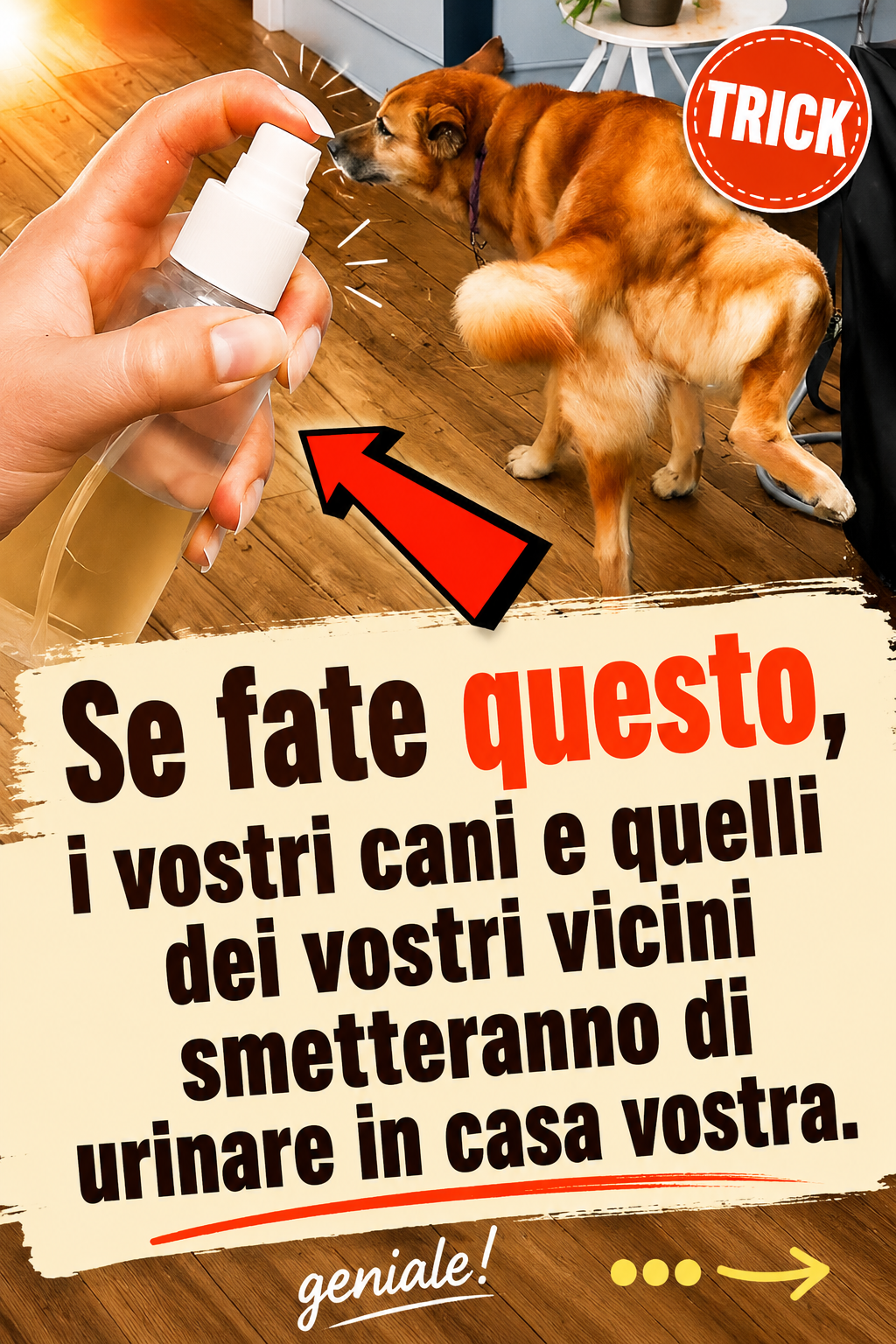 Se fate questo, i vostri cani e quelli dei vostri vicini smetteranno di urinare in casa vostra.