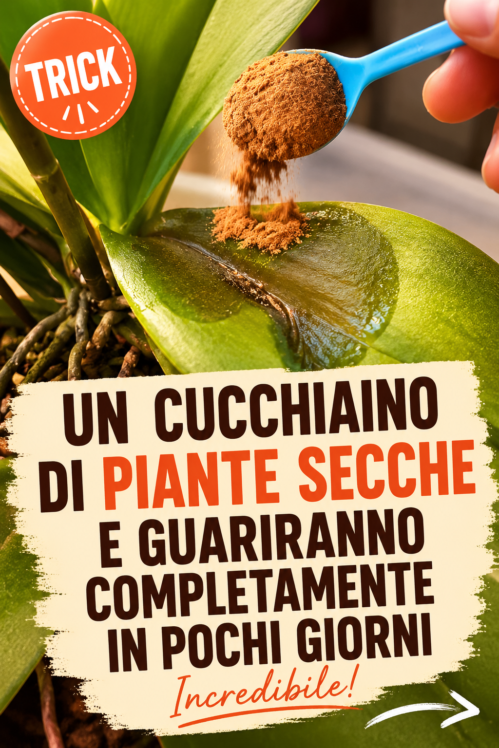 Un cucchiaino di piante secche e guariranno completamente in pochi giorni