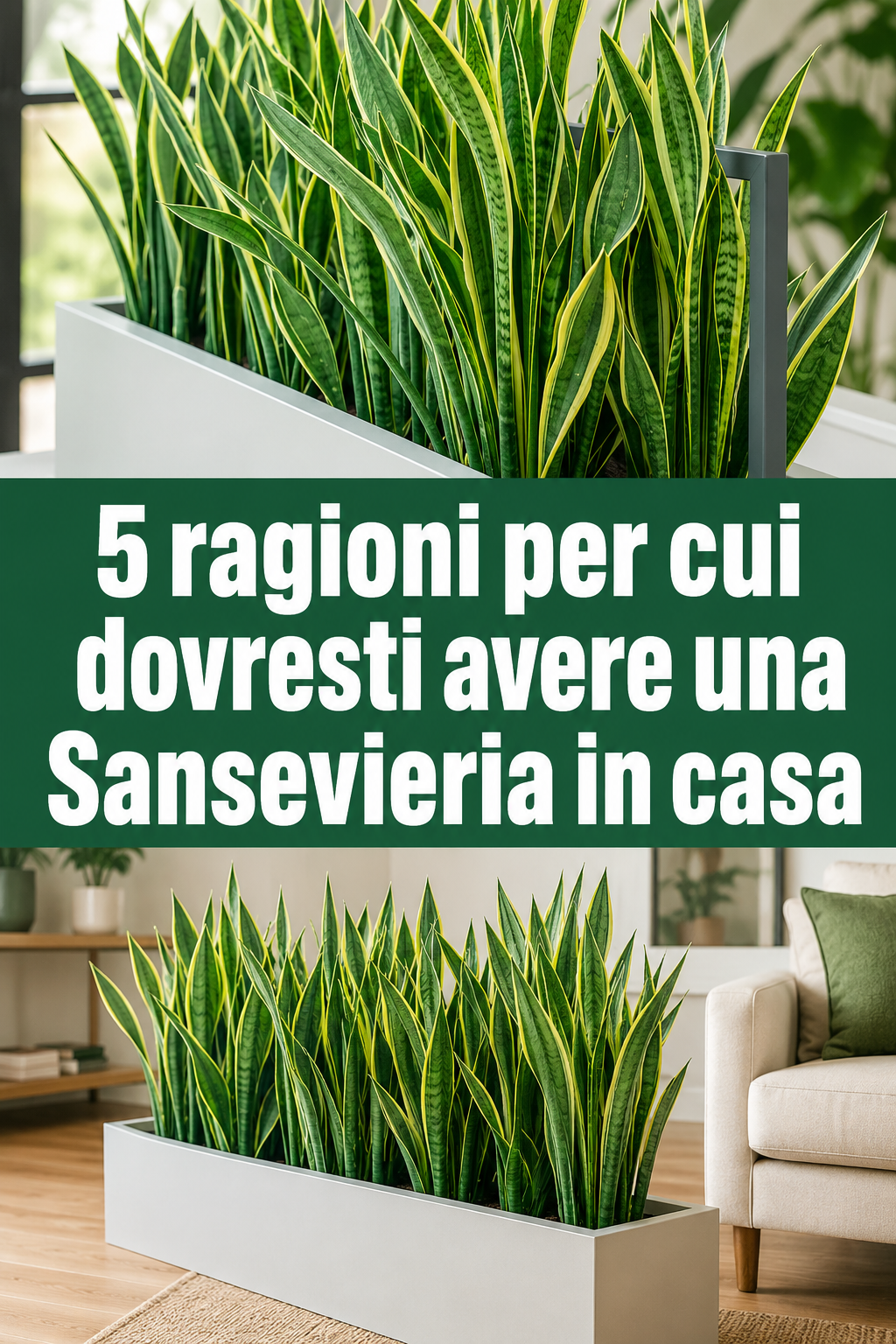 5 ragioni per cui dovresti avere una Sansevieria in casa