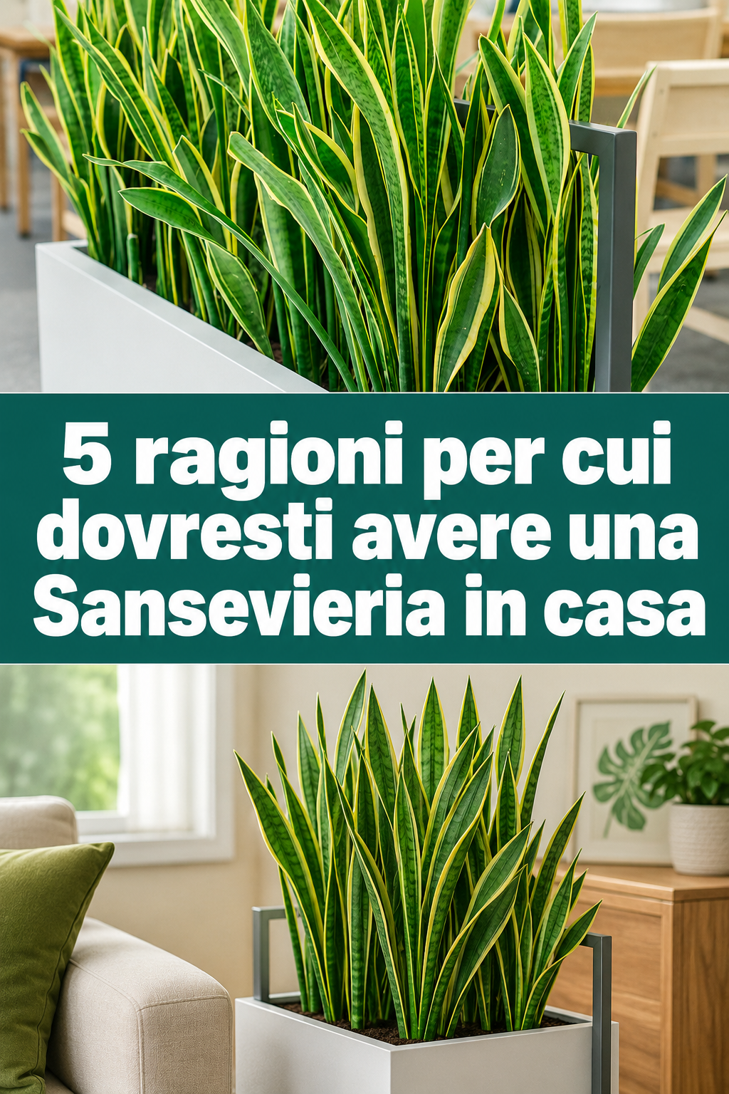 5 ragioni per cui dovresti avere una Sansevieria in casa