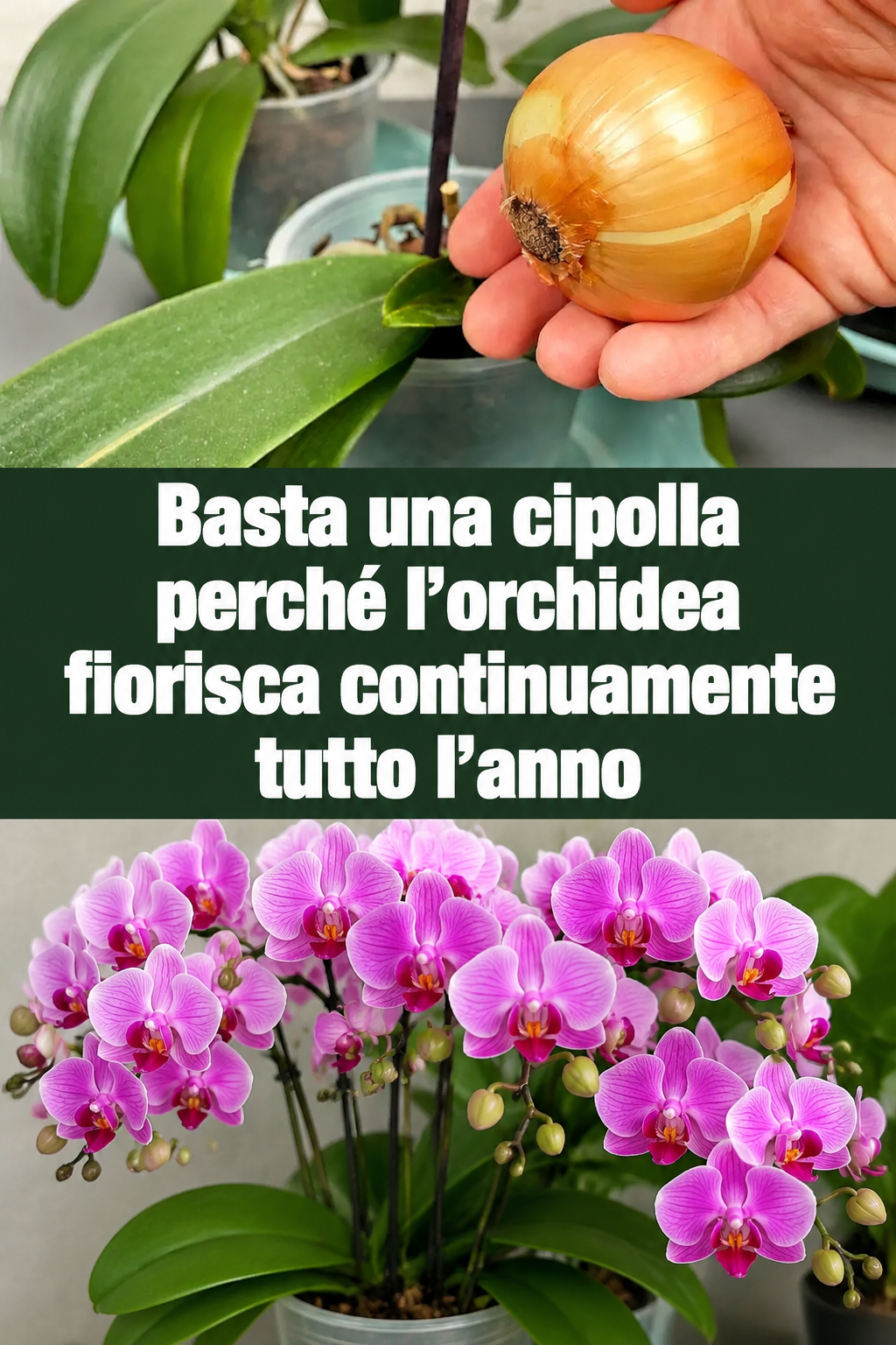 Basta una cipolla perché l’orchidea fiorisca continuamente tutto l’anno