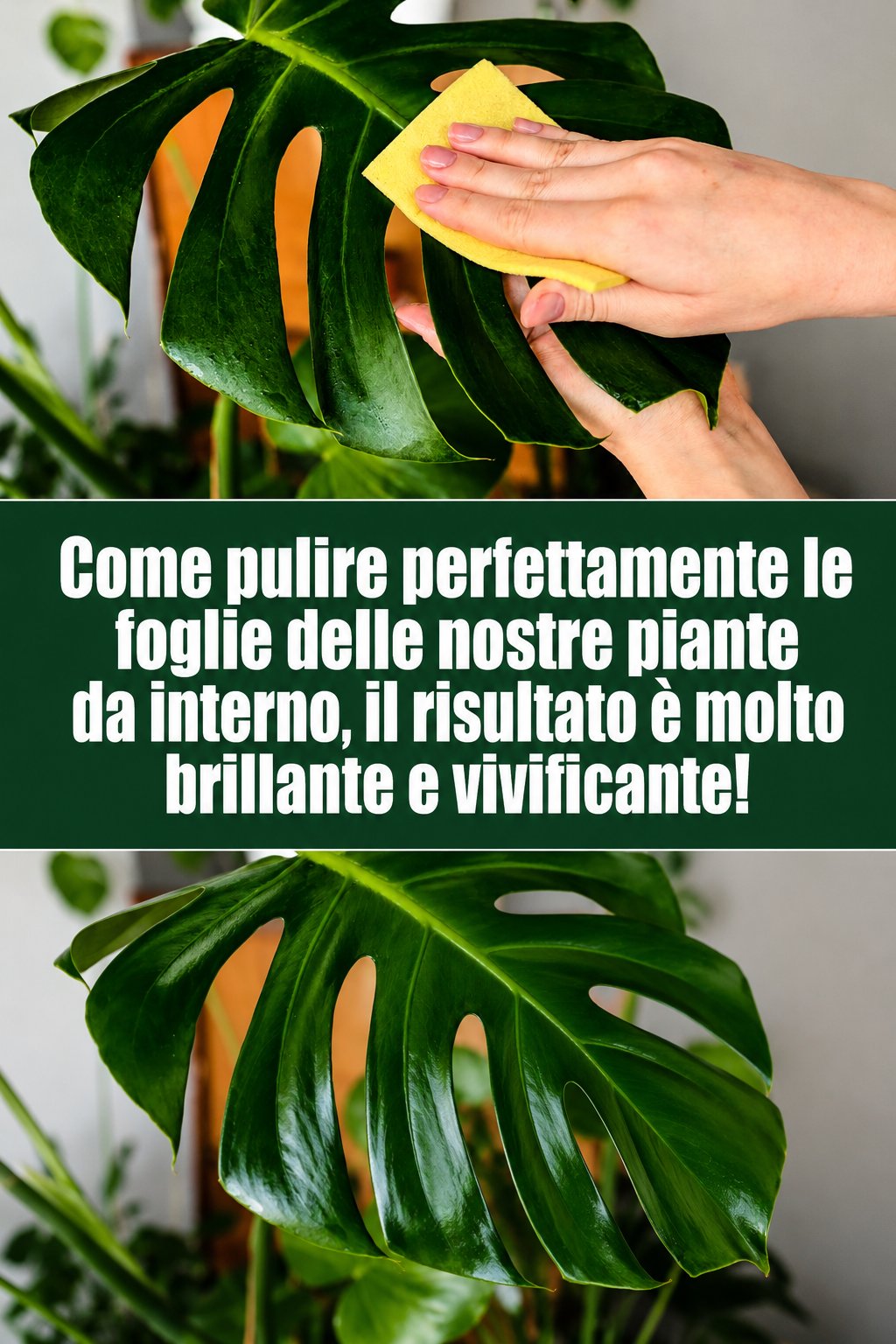 Come pulire perfettamente le foglie delle nostre piante da interno, il risultato è molto brillante e vivificante!