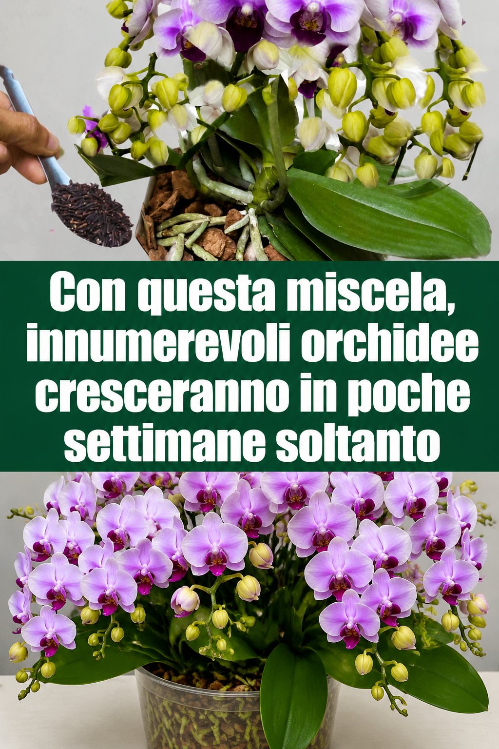 Con questa miscela, innumerevoli orchidee cresceranno in poche settimane soltanto
