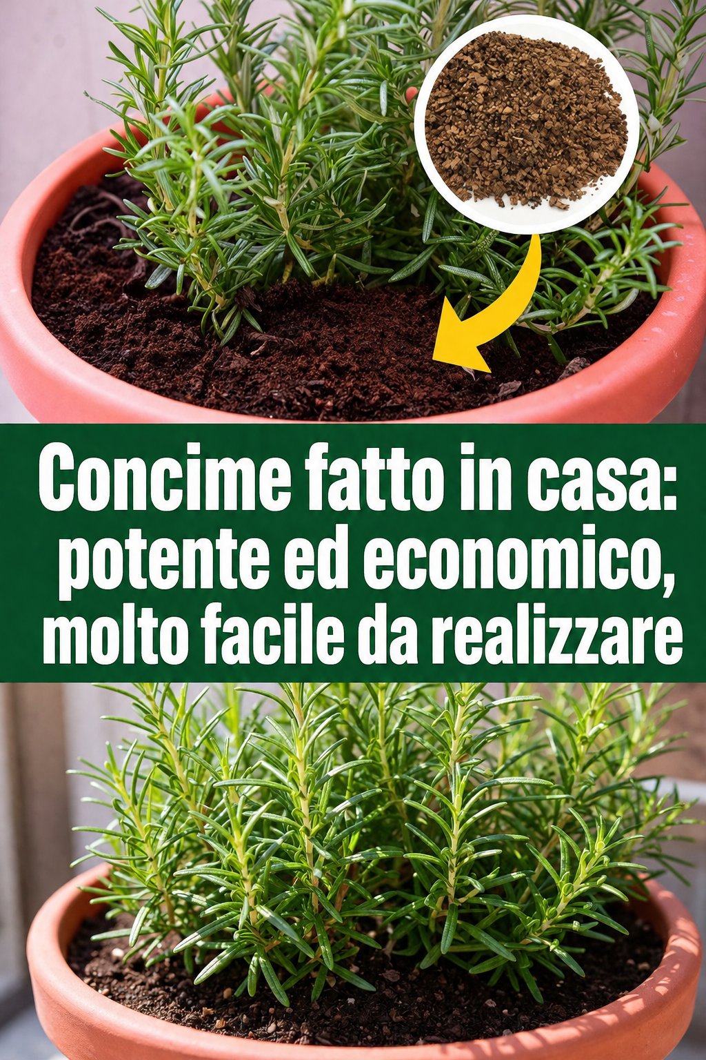 Concime fatto in casa: potente ed economico, molto facile da realizzare
