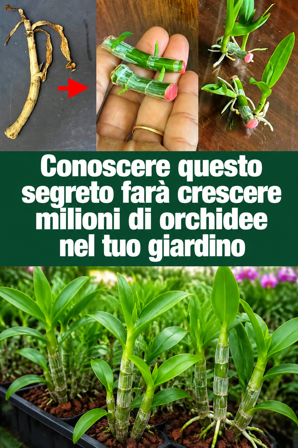 Conoscere questo segreto farà crescere milioni di orchidee nel tuo giardino
