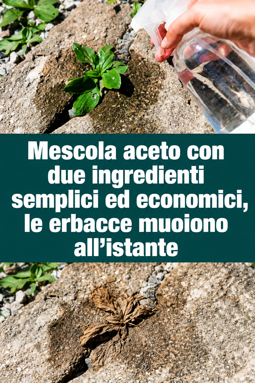 Mescola aceto con due ingredienti semplici ed economici, le erbacce muoiono all’istante