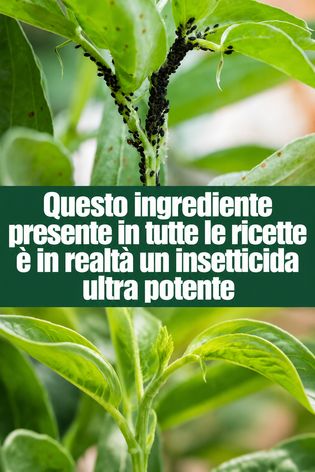 Questo ingrediente presente in tutte le ricette è in realtà un insetticida ultra potente