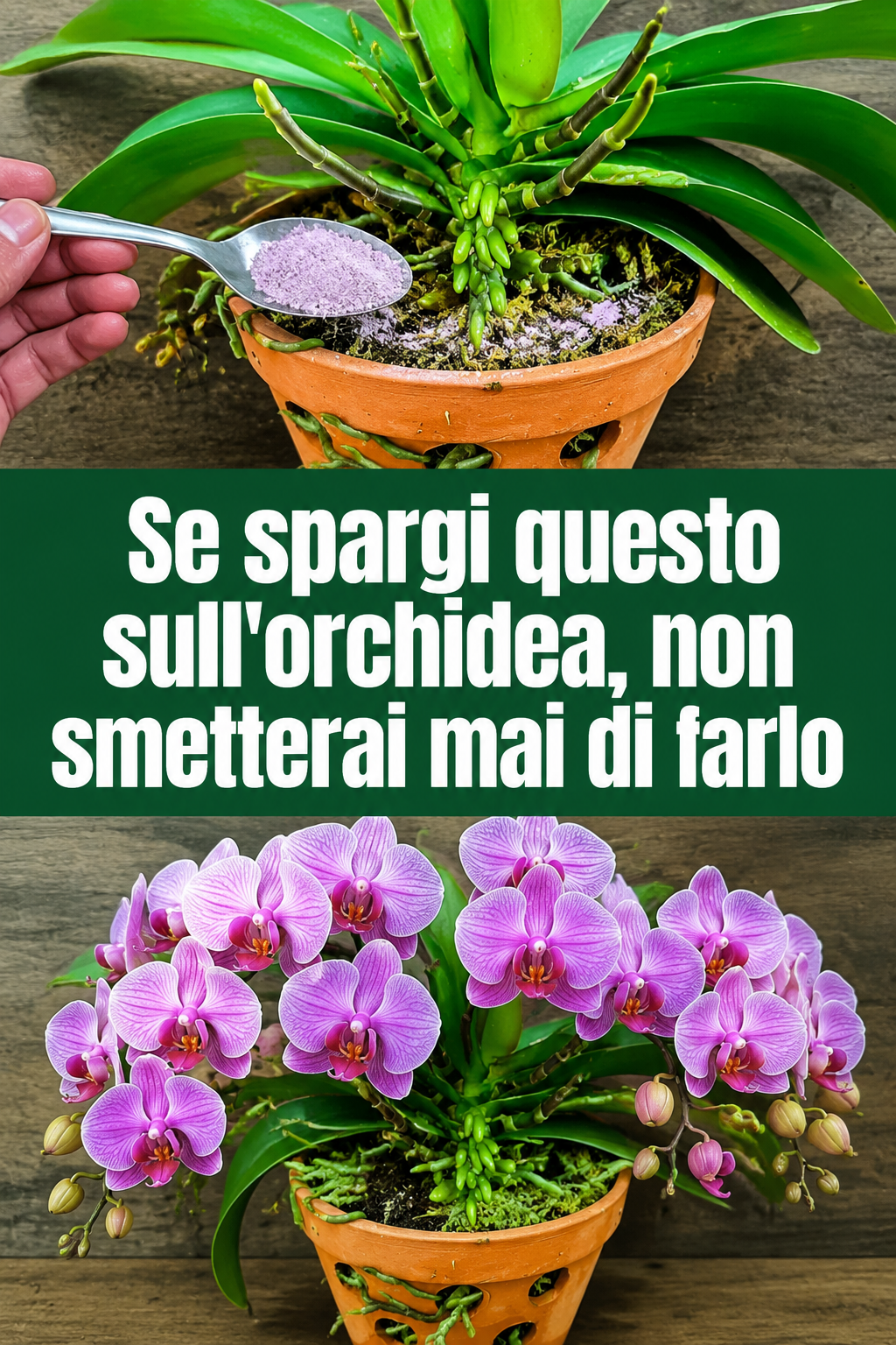 Se spargi questo sull’orchidea, non smetterai mai di farlo