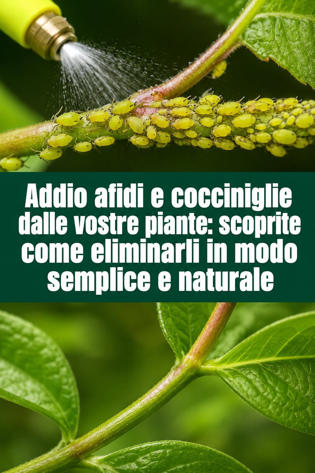 Addio afidi e cocciniglie dalle vostre piante: scoprite come eliminarli in modo semplice e naturale