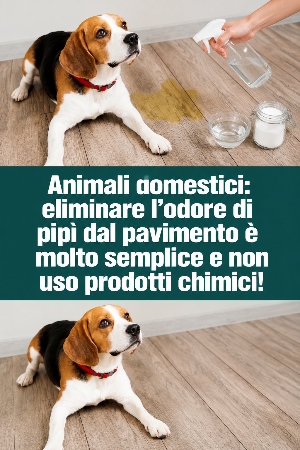 Animali domestici: eliminare l’odore di pipì dal pavimento è molto semplice e non uso prodotti chimici!