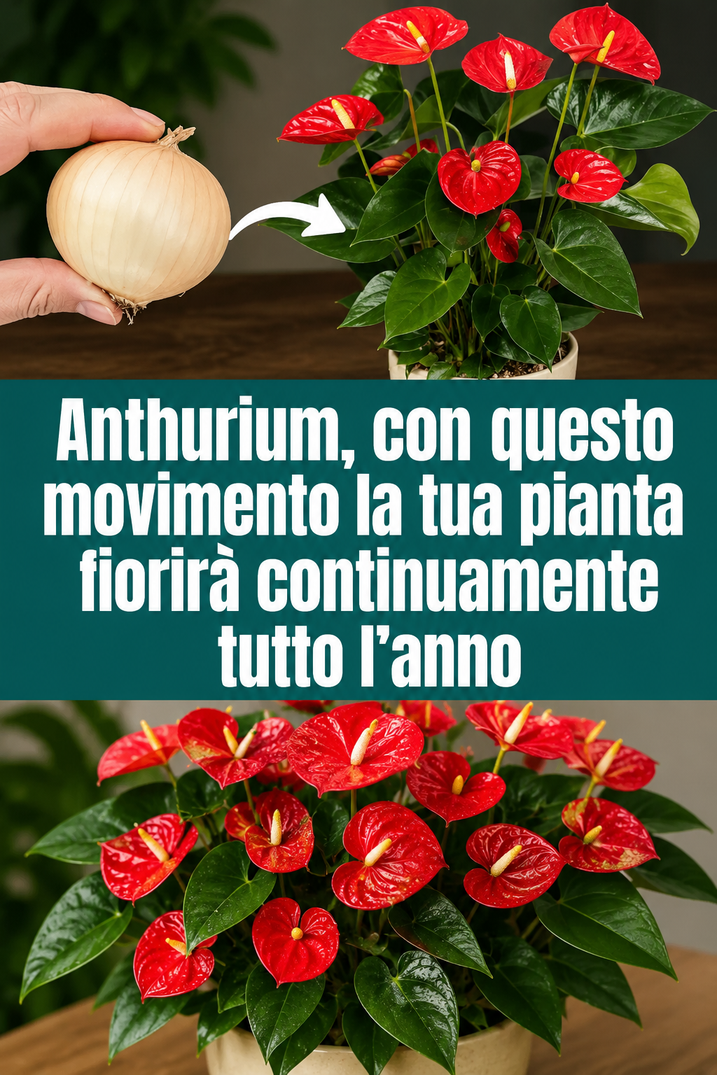 Anthurium, con questo movimento la tua pianta fiorirà continuamente tutto l’anno