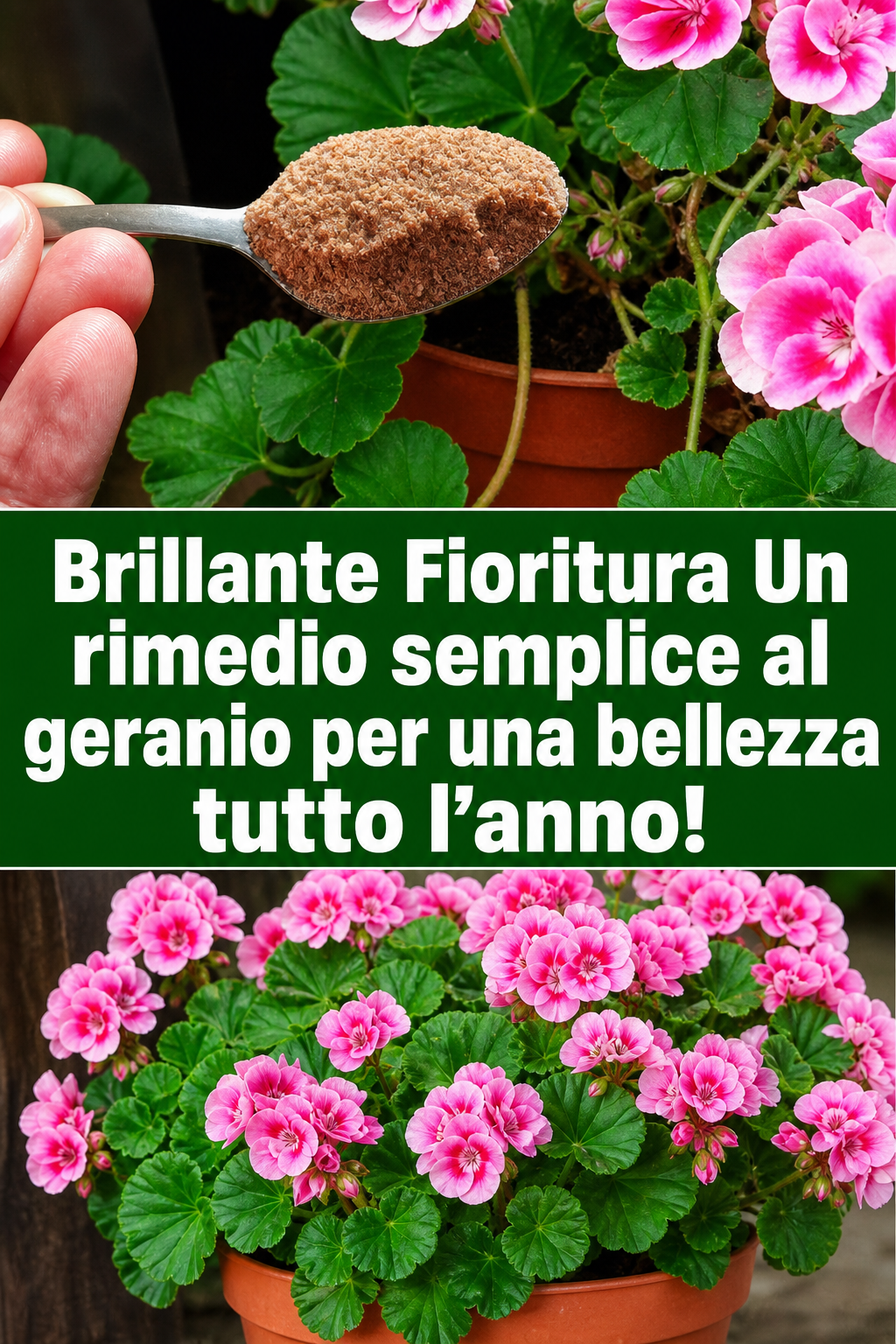 Brillante Fioritura Un rimedio semplice al geranio per una bellezza tutto l’anno!