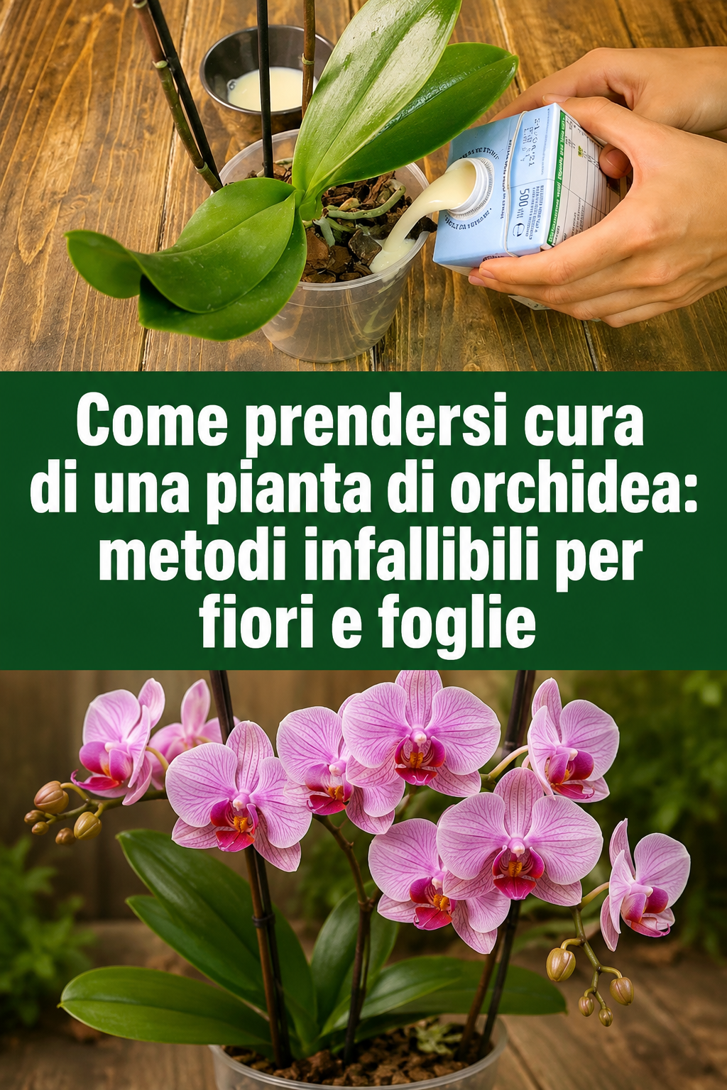 Come prendersi cura di una pianta di orchidea: metodi infallibili per fiori e foglie