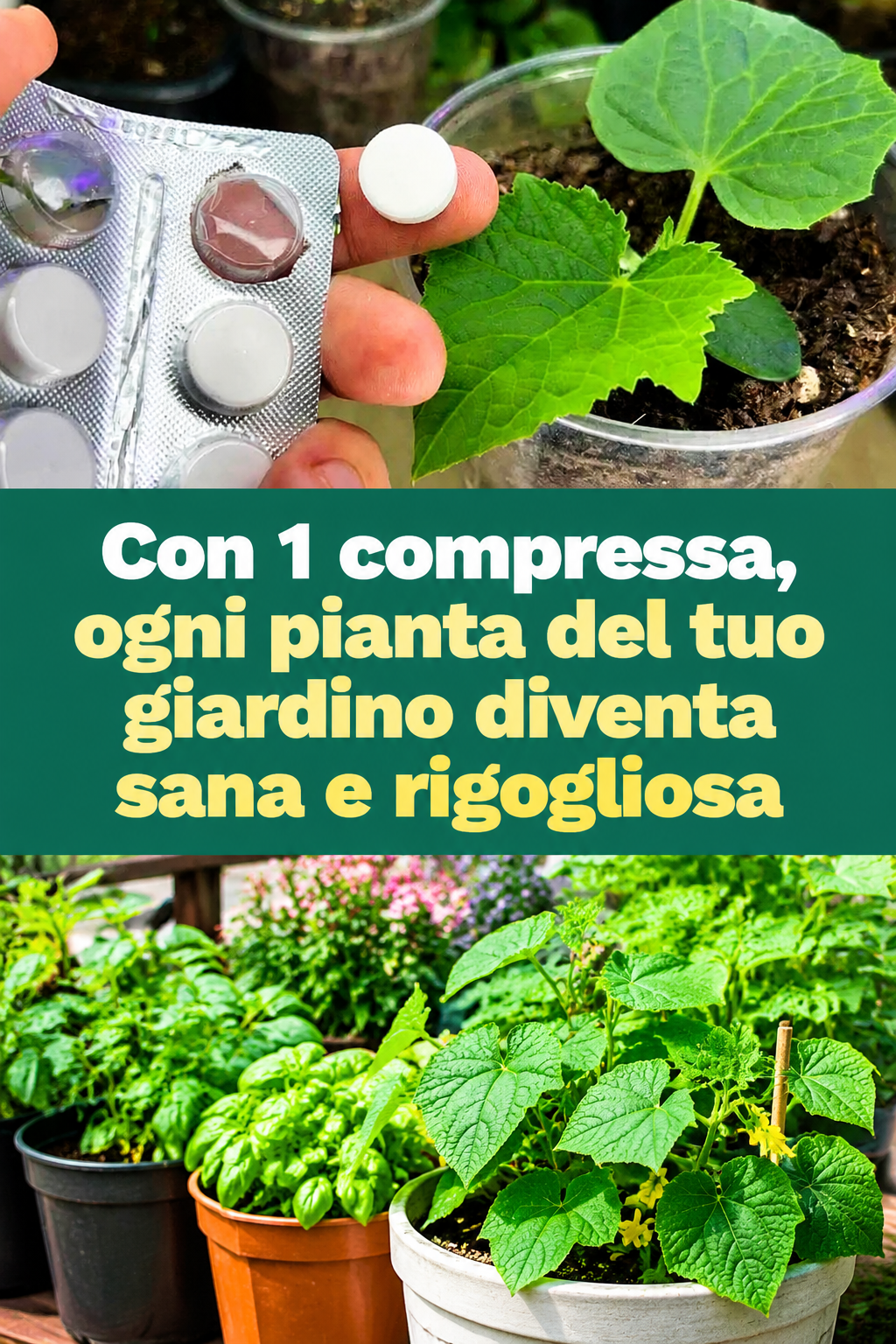 Con 1 compressa, ogni pianta del tuo giardino diventa sana e rigogliosa