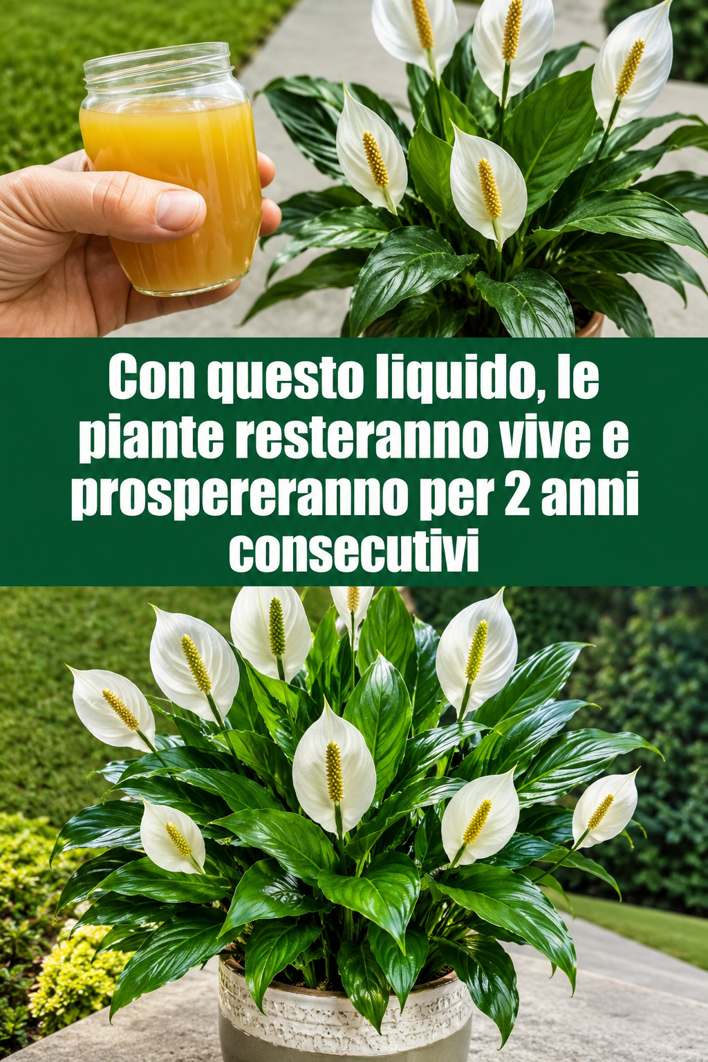 Con questo liquido, le piante resteranno vive e prospereranno per 2 anni consecutivi