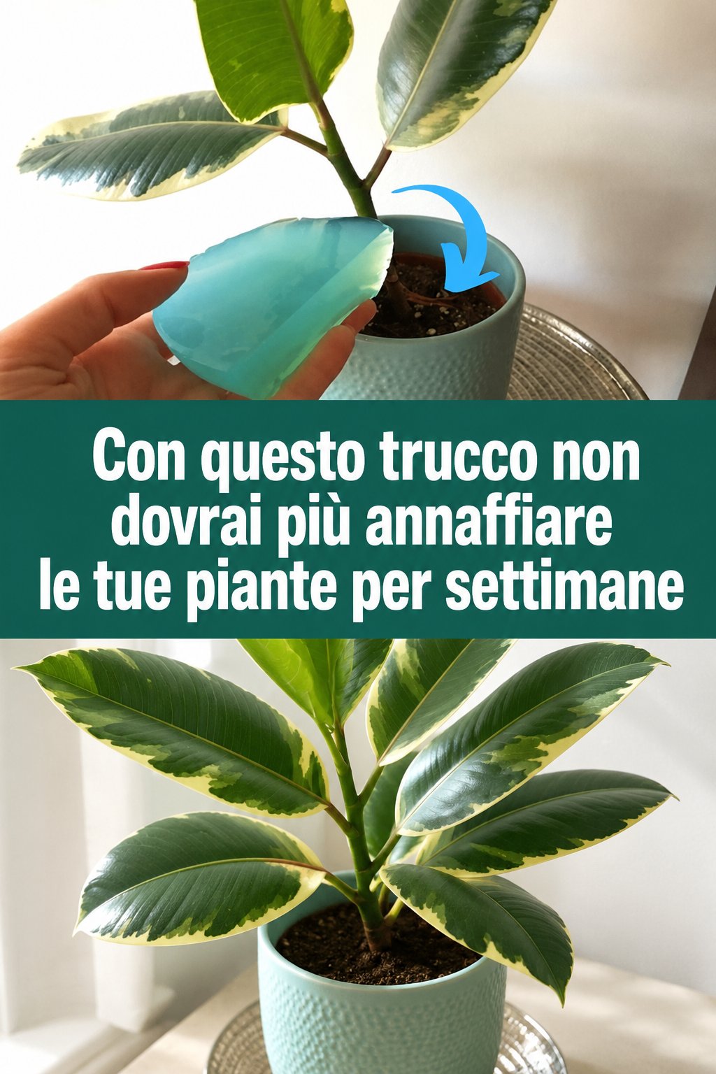 Con questo trucco non dovrai più annaffiare le tue piante per settimane