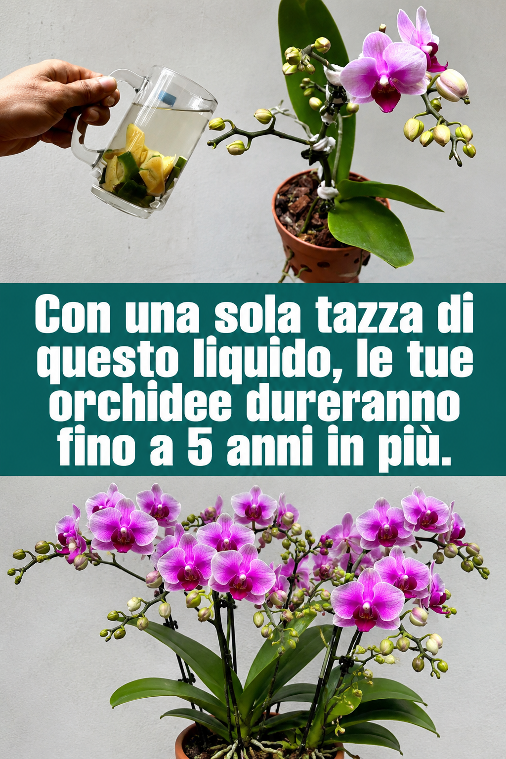 Con una sola tazza di questo liquido, le tue orchidee dureranno fino a 5 anni in più.