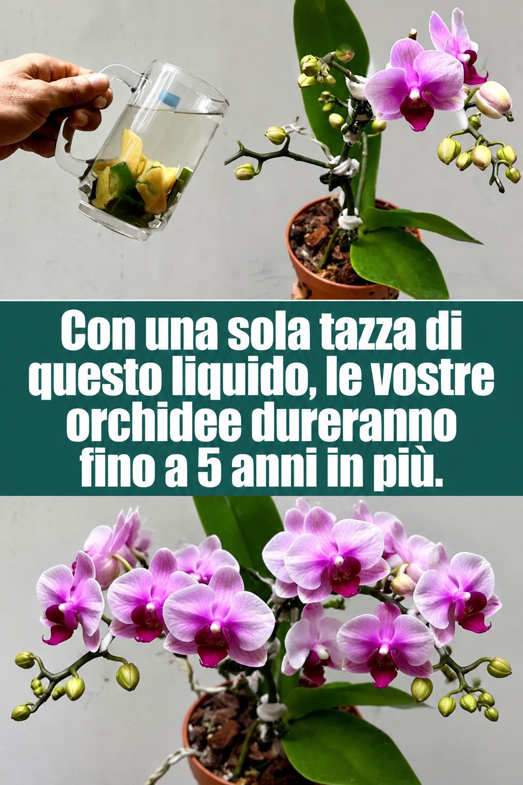 Con una sola tazza di questo liquido, le vostre orchidee dureranno fino a 5 anni in più.