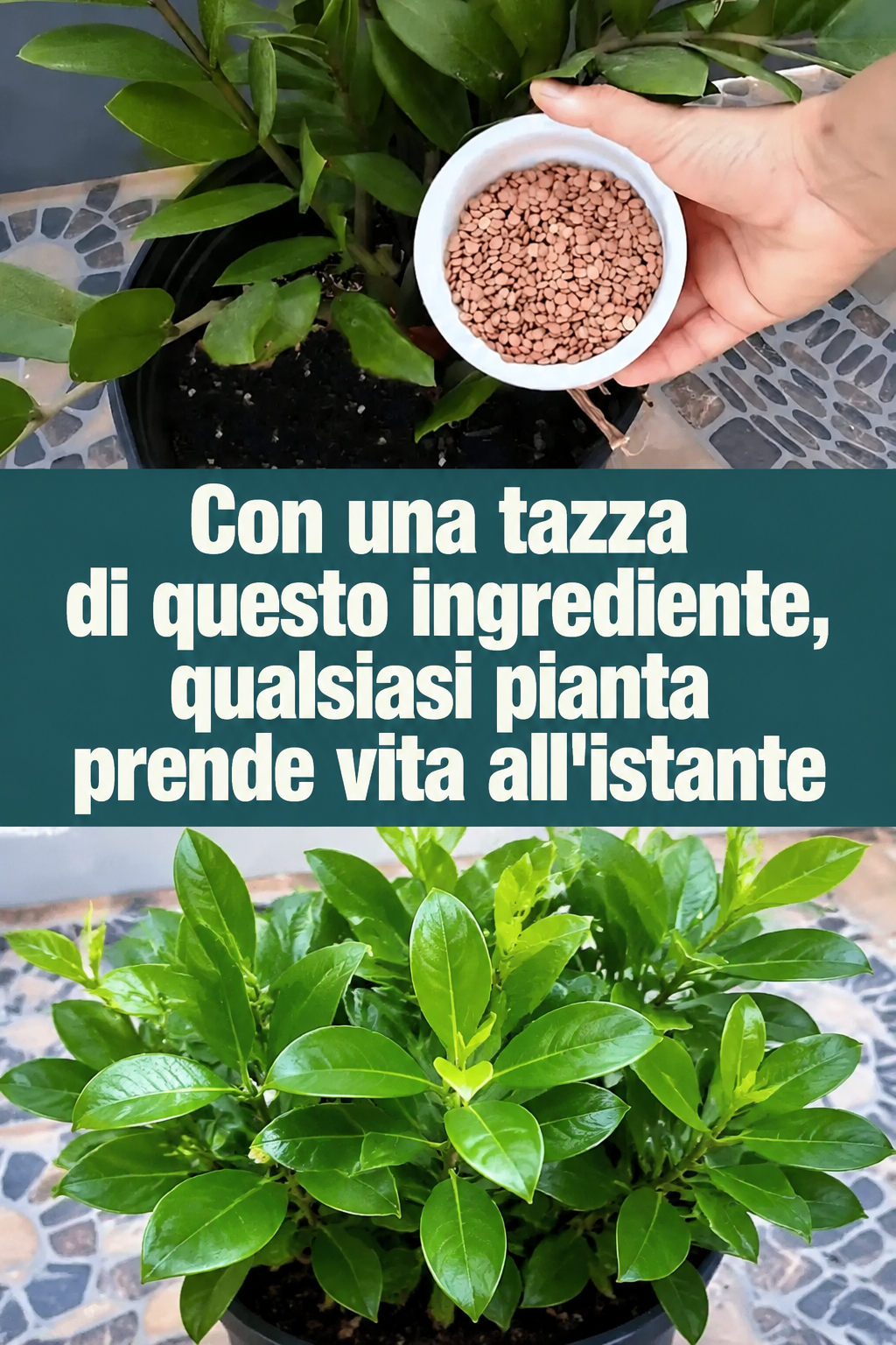 Con una tazza di questo ingrediente, qualsiasi pianta prende vita all’istante