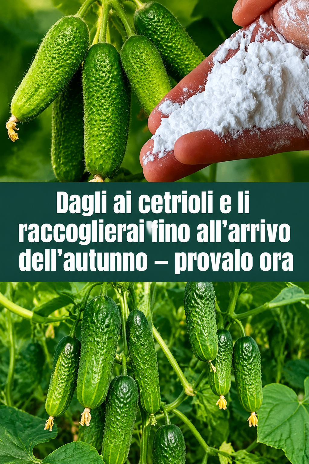 Dagli ai cetrioli e li raccoglierai fino all’arrivo dell’autunno – provalo ora