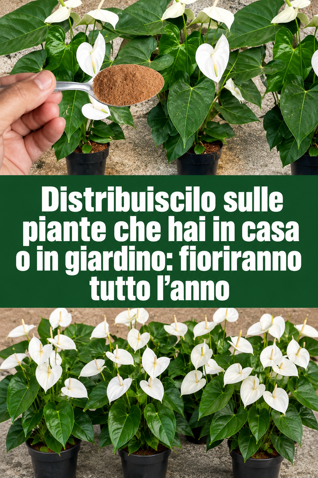 Distribuiscilo sulle piante che hai in casa o in giardino: fioriranno tutto l’anno