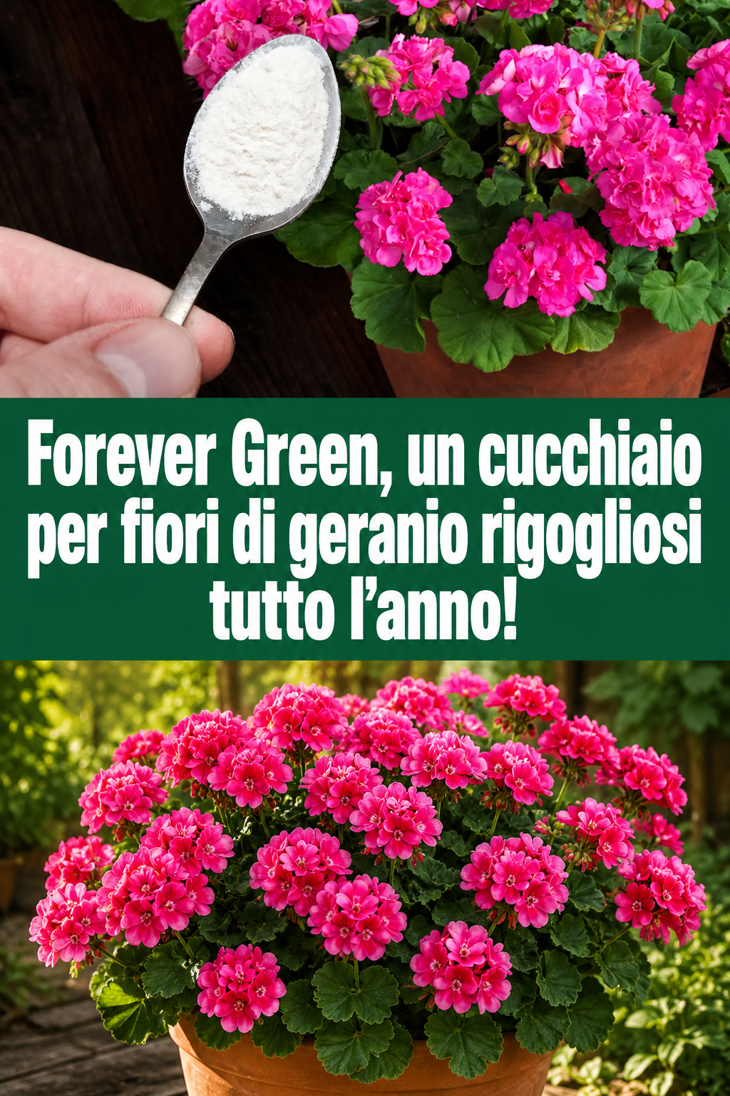 Forever Green, un cucchiaio per fiori di geranio rigogliosi tutto l’anno!