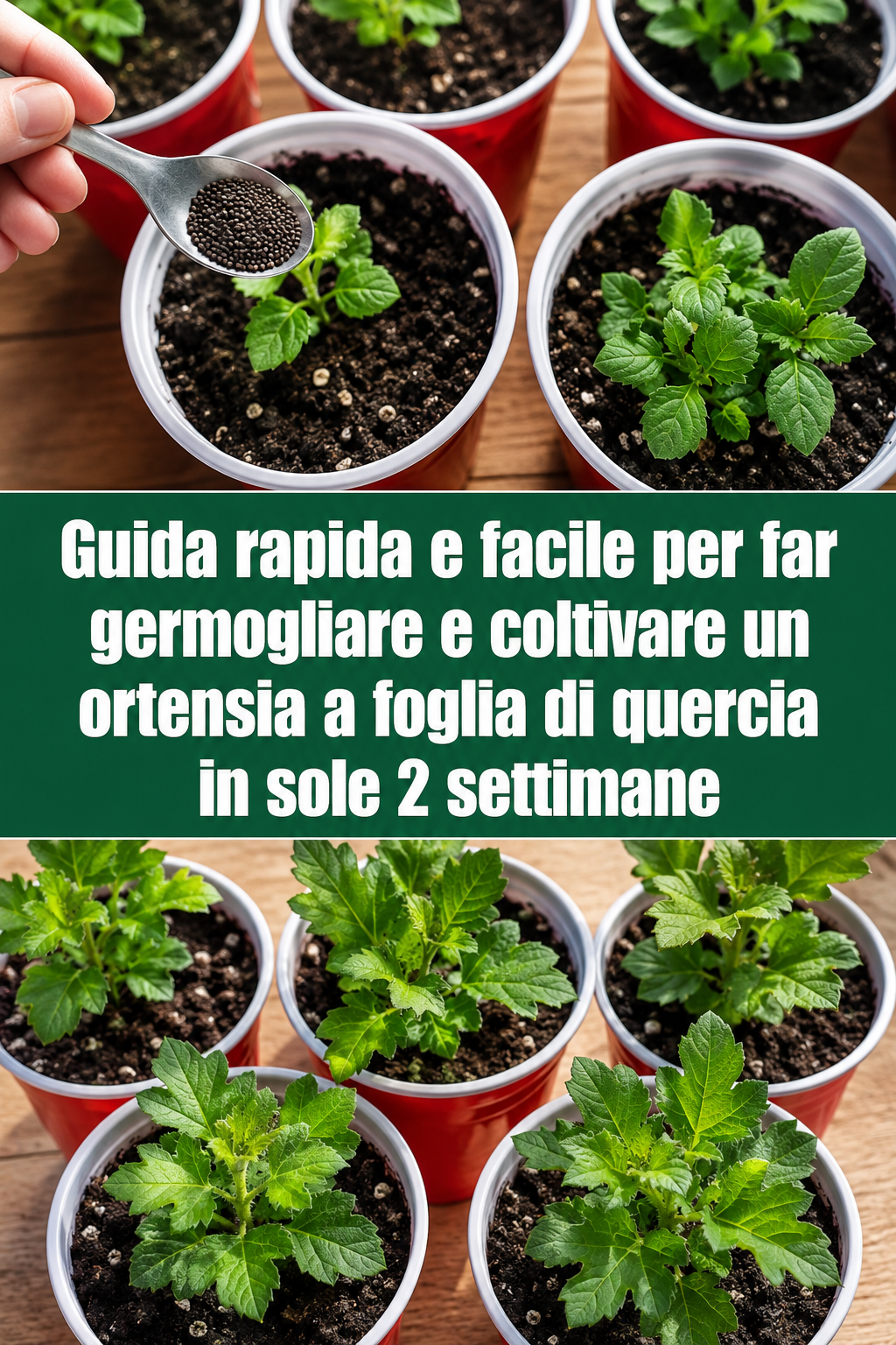 Guida rapida e facile per far germogliare e coltivare un ortensia a foglia di quercia in sole 2 settimane