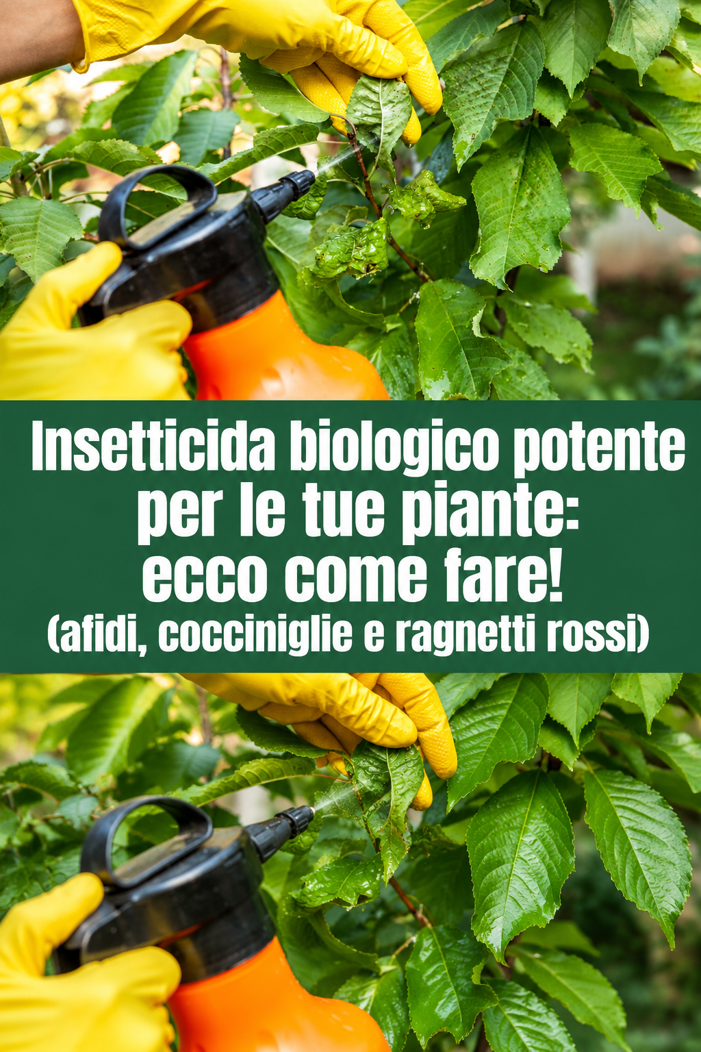 Insetticida biologico potente per le tue piante: ecco come fare! (afidi, cocciniglie e ragnetti rossi)