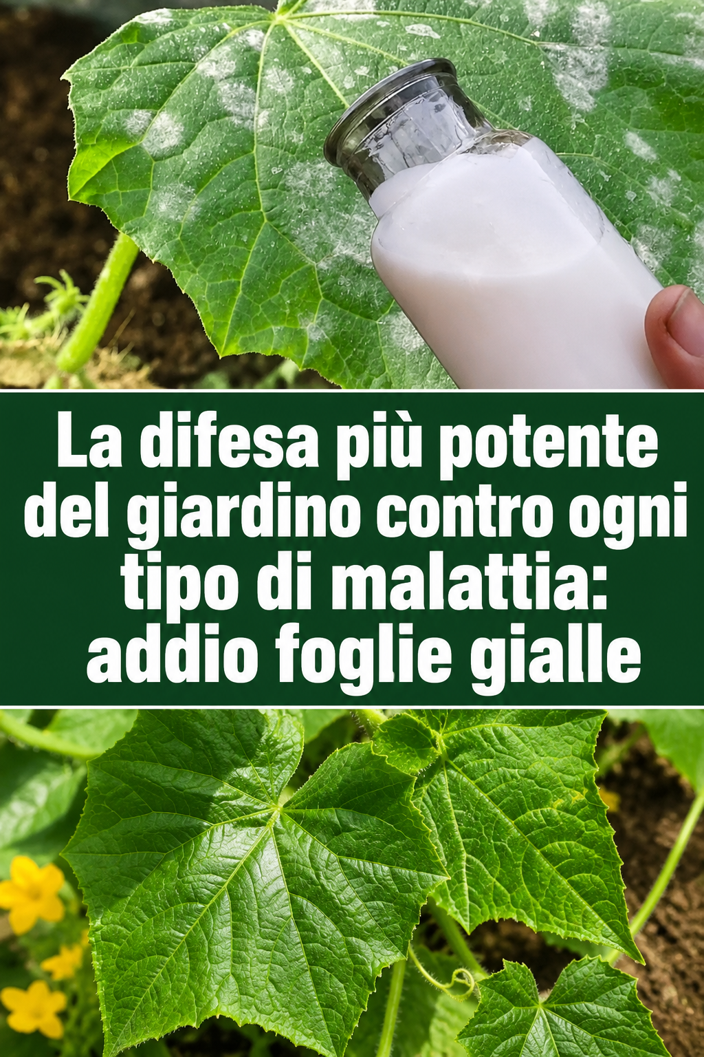 La difesa più potente del giardino contro ogni tipo di malattia: addio foglie gialle
