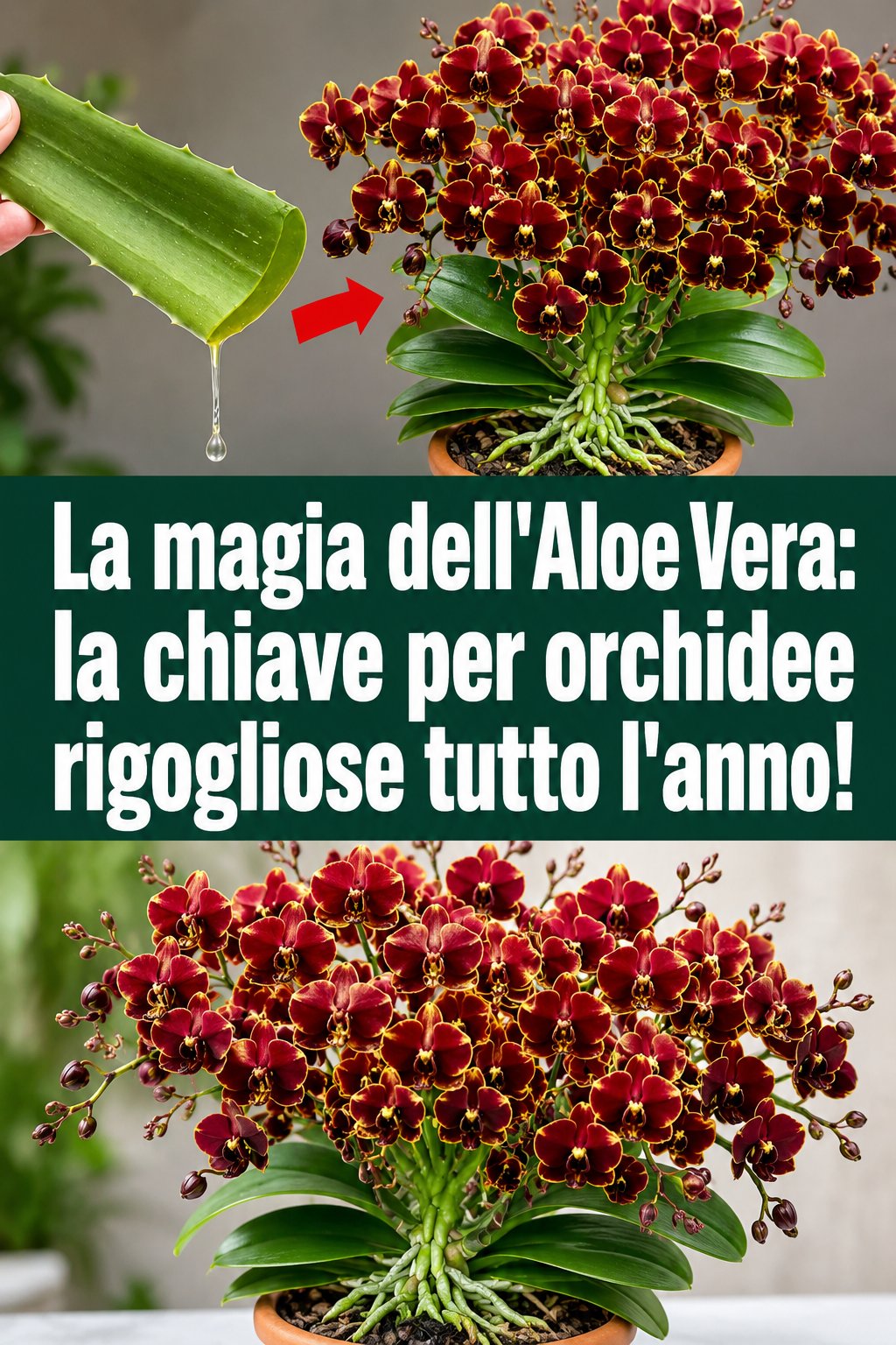 La magia dell’Aloe Vera: la chiave per orchidee rigogliose tutto l’anno!