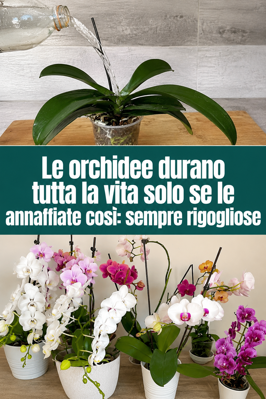 Le orchidee durano tutta la vita solo se le annaffiate così: sempre rigogliose