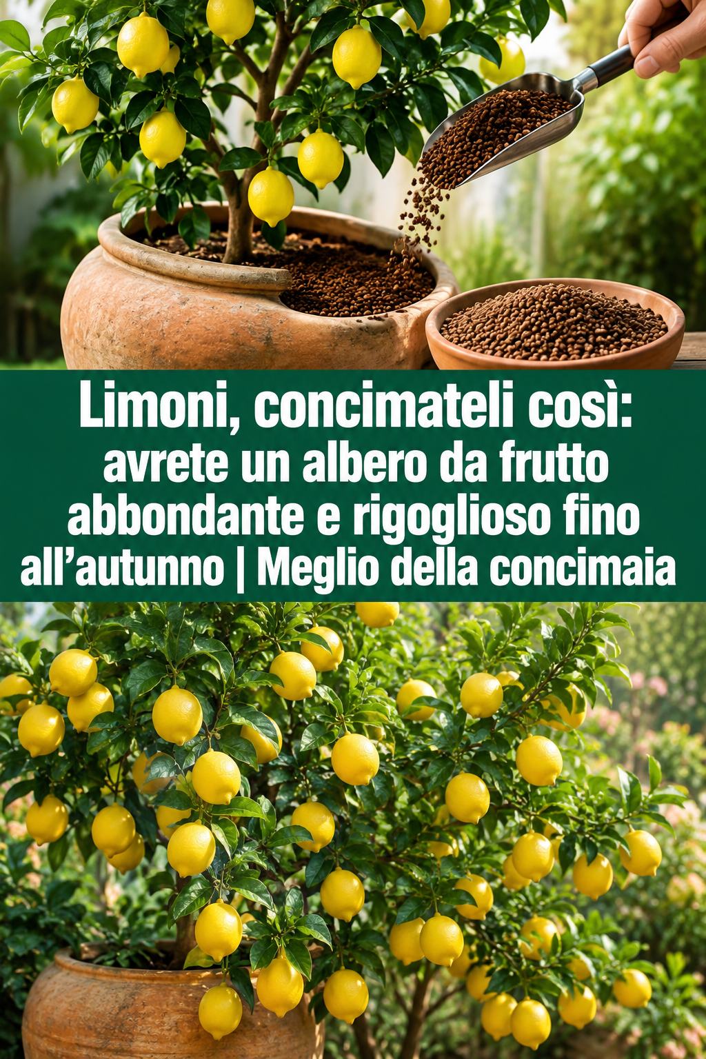 Limoni, concimateli così: avrete un albero da frutto abbondante e rigoglioso fino all’autunno | Meglio della concimaia