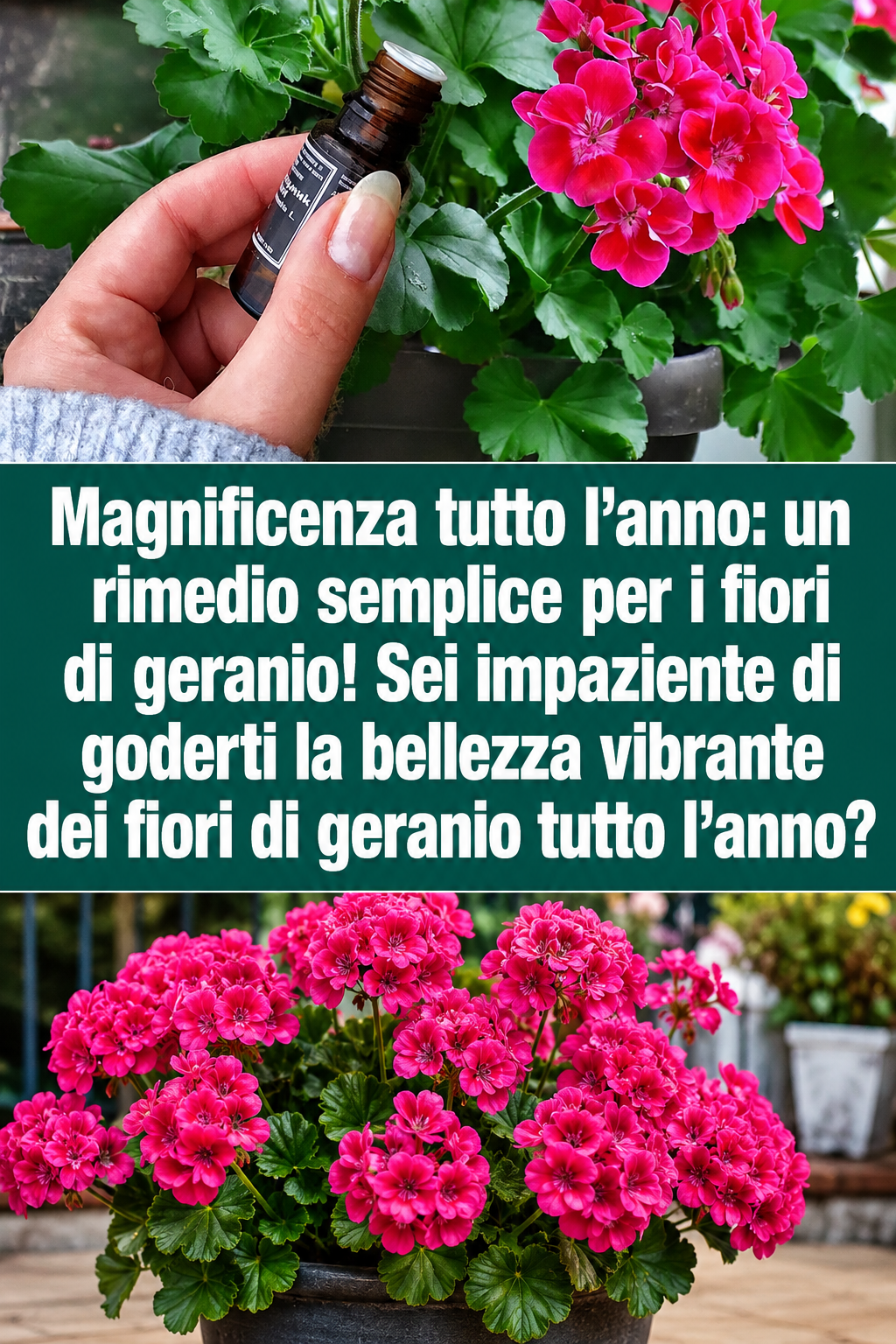 Magnificenza tutto l’anno: un rimedio semplice per i fiori di geranio! Sei impaziente di goderti la bellezza vibrante dei fiori di geranio tutto l’anno?
