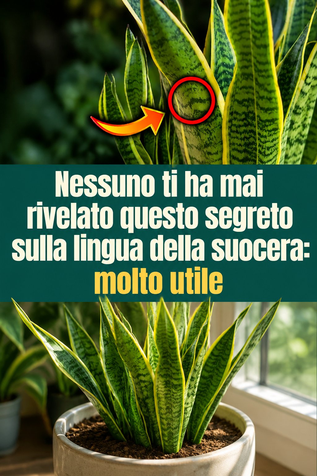 Nessuno ti ha mai rivelato questo segreto sulla lingua della suocera: molto utile