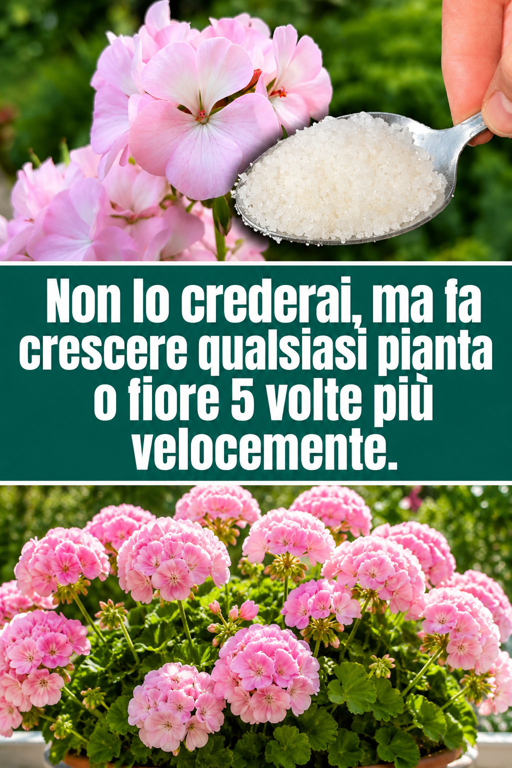 Non lo crederai, ma fa crescere qualsiasi pianta o fiore 5 volte più velocemente.