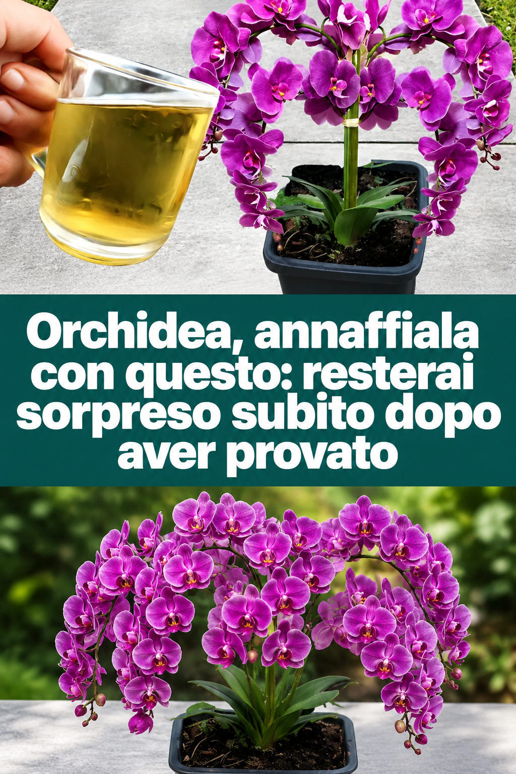 Orchidea, annaffiala con questo: resterai sorpreso subito dopo aver provato