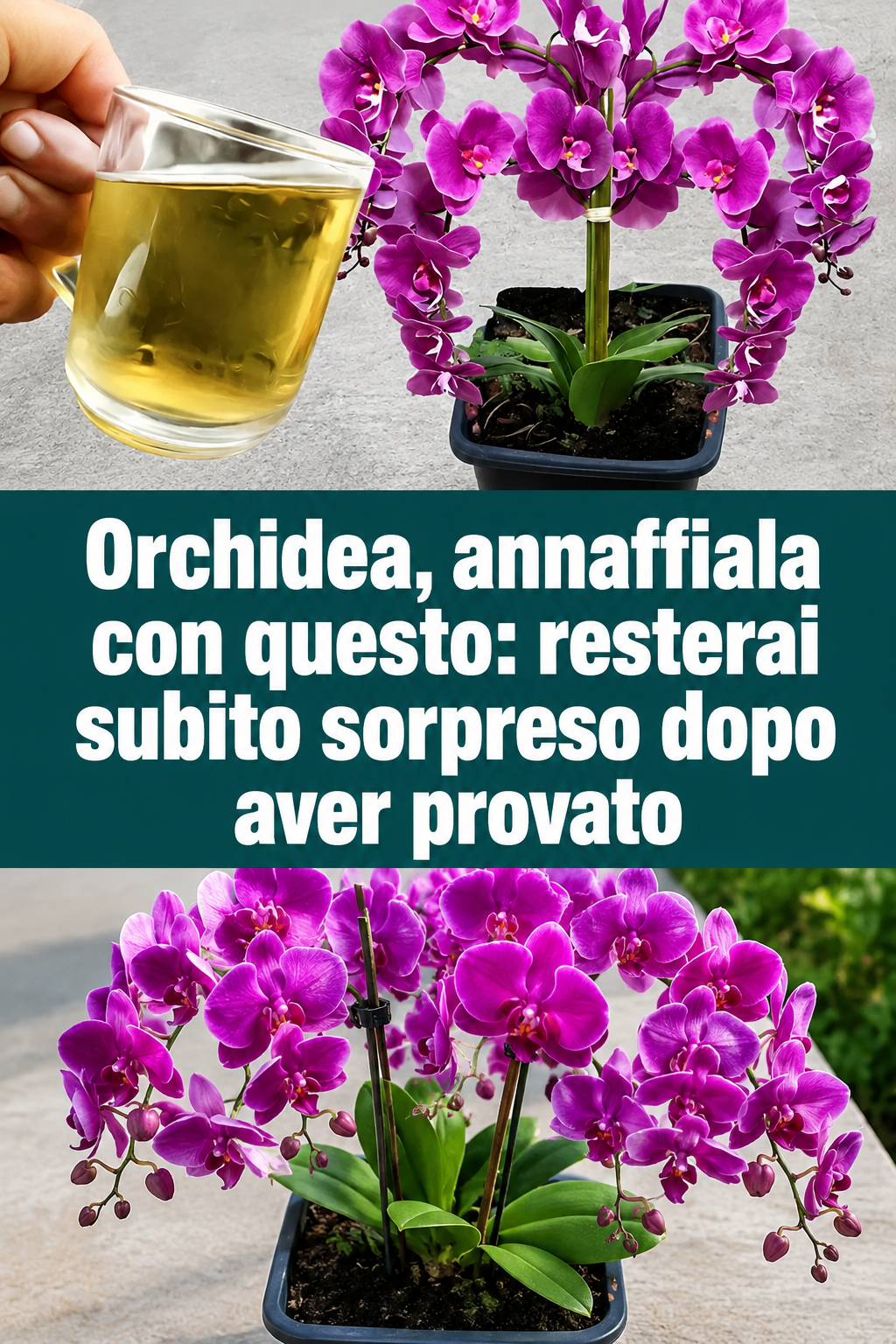 Orchidea, annaffiala con questo: resterai subito sorpreso dopo aver provato