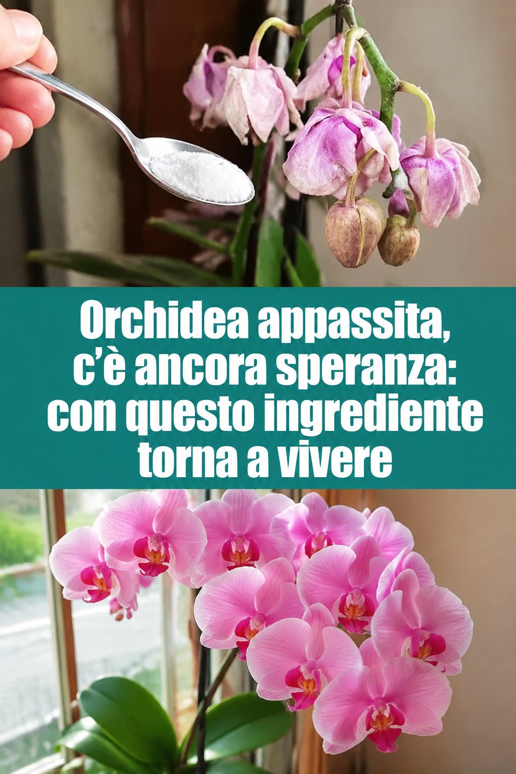 Orchidea appassita, c’è ancora speranza: con questo ingrediente torna a vivere