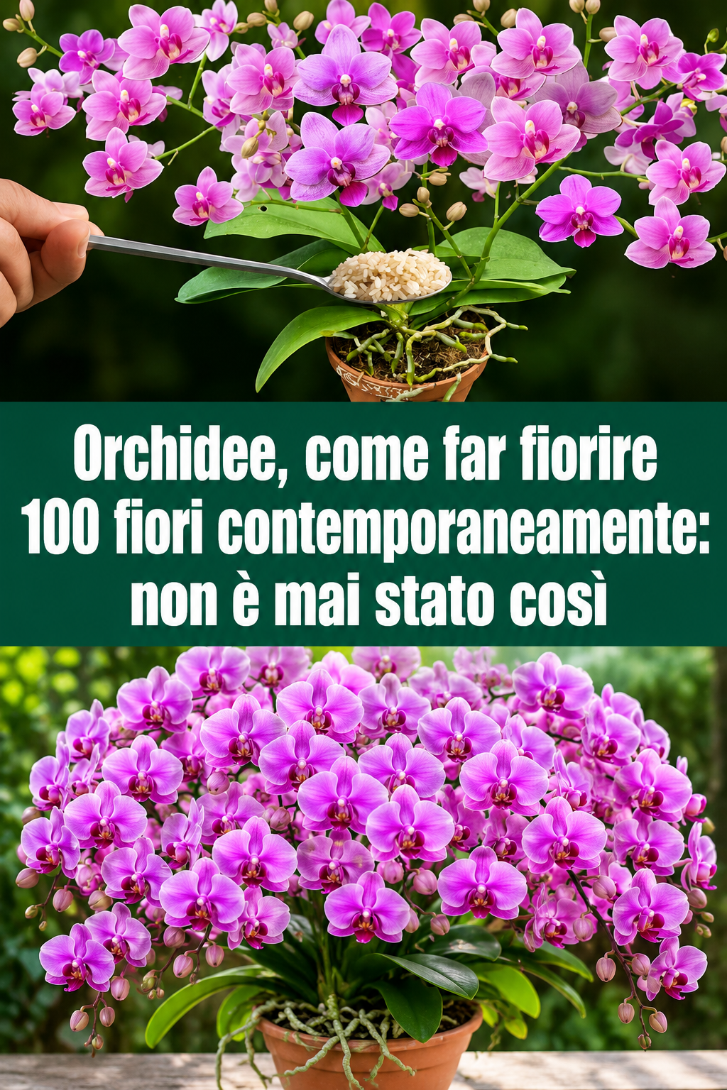 Orchidee, come far fiorire 100 fiori contemporaneamente: non è mai stato così